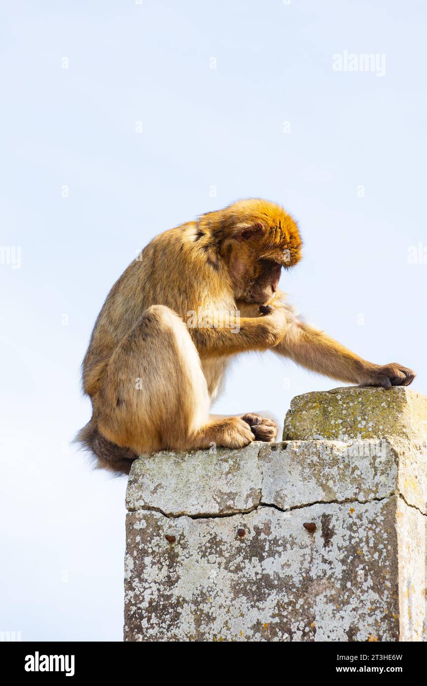 Barbary Macaque, Gibraltar  ape, Stock Photo