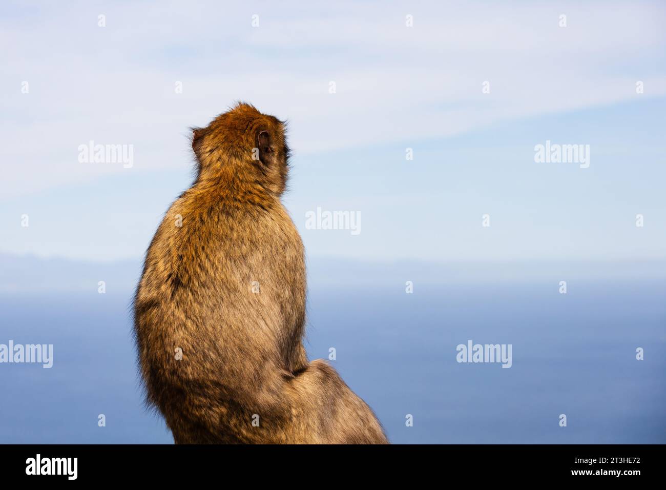 Barbary Macaque Rock Ape, looking into the distance over the sea., Gibraltar  ape, Stock Photo