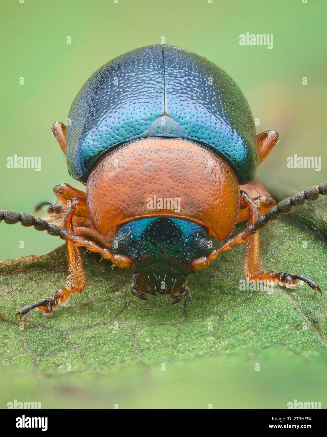Portrait of a blue Leaf Beetle with orange pronotum and legs, green background (Knotweed Leaf Beetle, Gastrophysa polygoni) Stock Photo