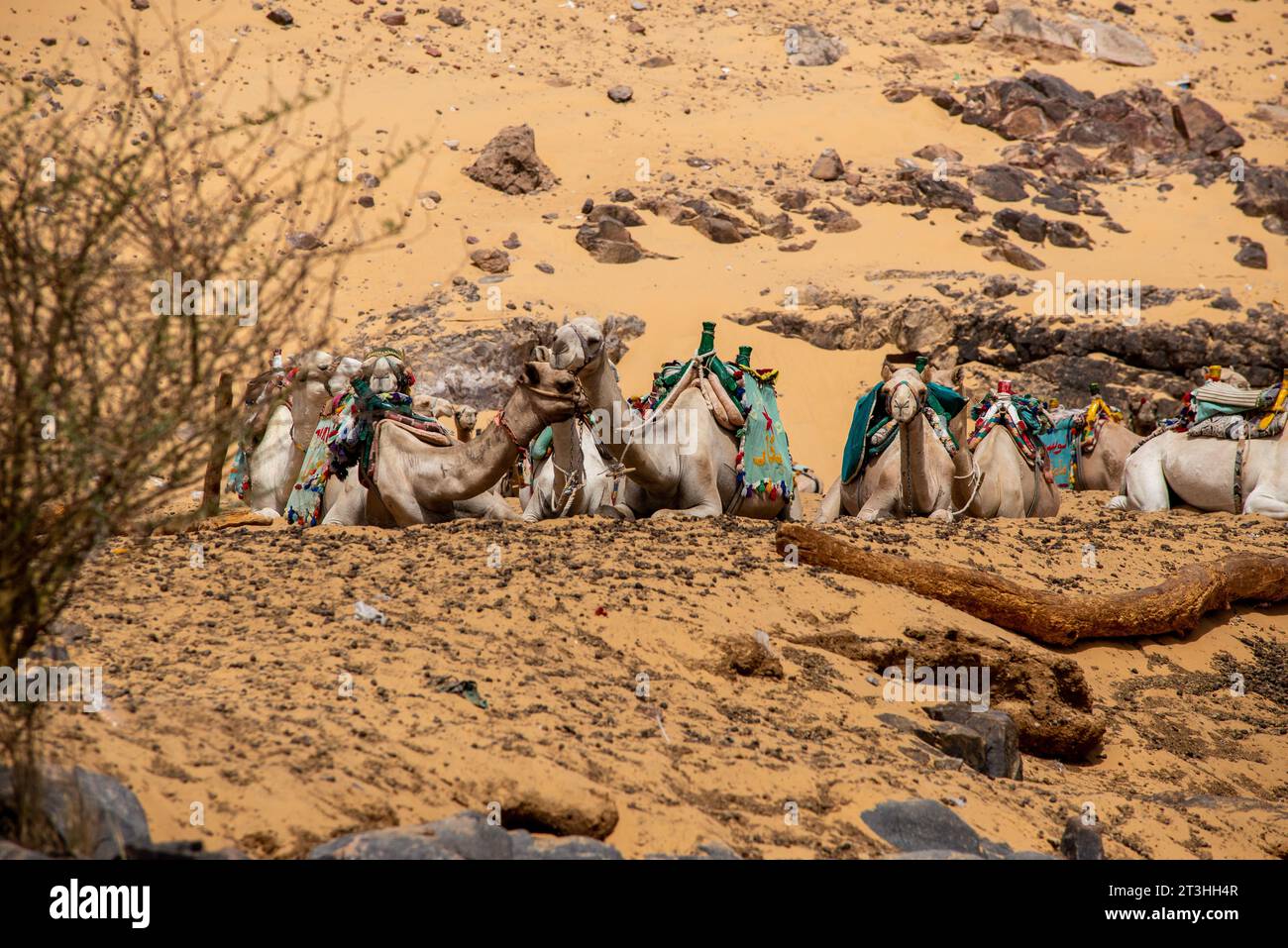 Camels resting beside the Nile near Aswan, Egypt Stock Photo