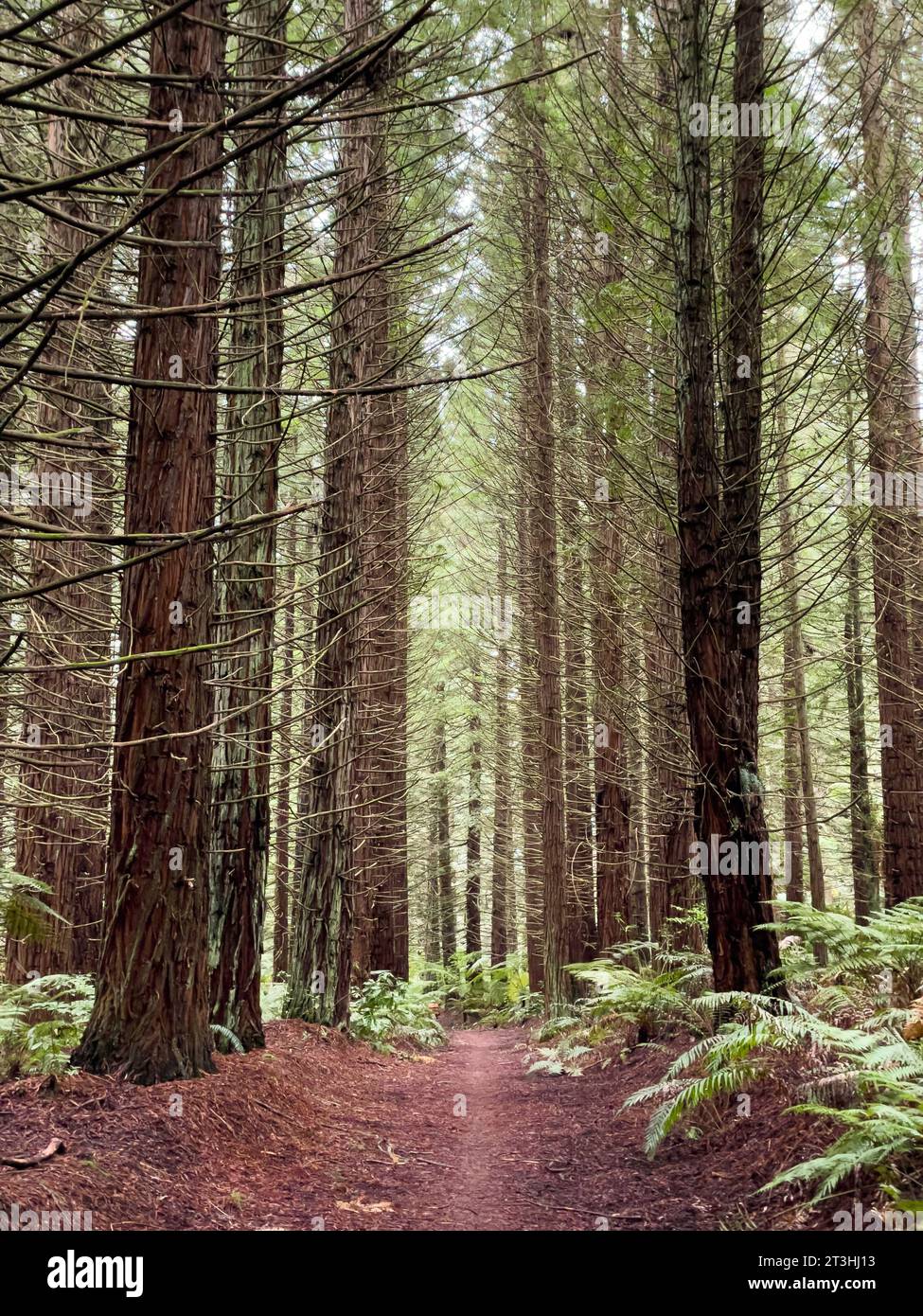 Pine Tree Forest Trees Photo Of Tall Pine Trees In A Forest | Stock