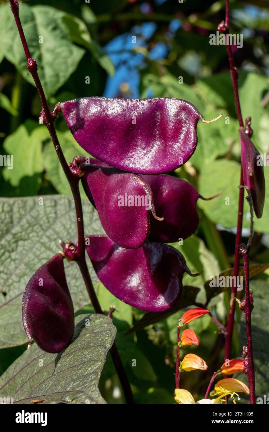 Lila Helmbohne,  Lablab purpureus,  am Strauch Stock Photo