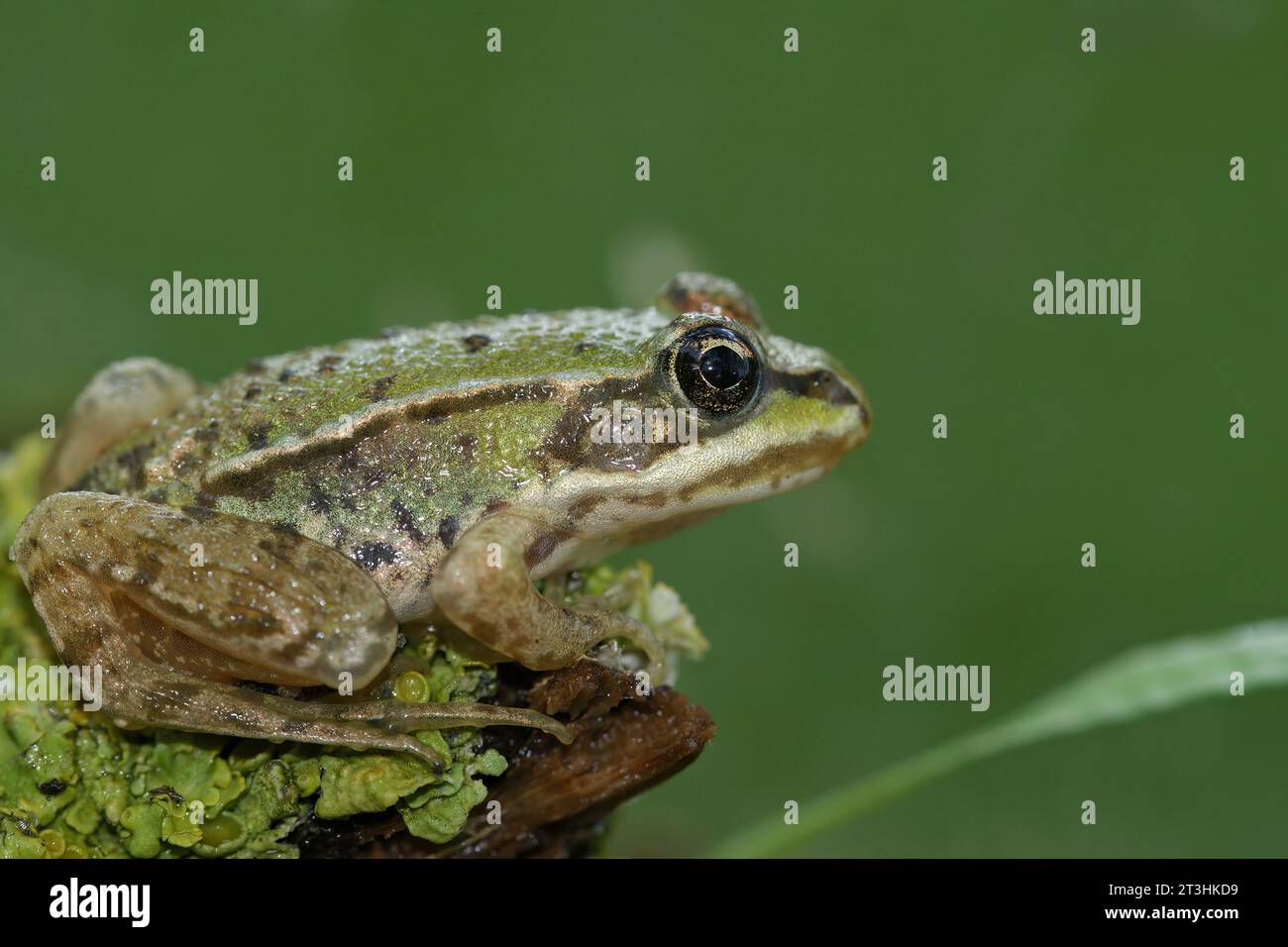 Natural closeup on a brilliant green juvenile Marsh frog, Pelophylax ridibundus sitting on lichen covered wood Stock Photo