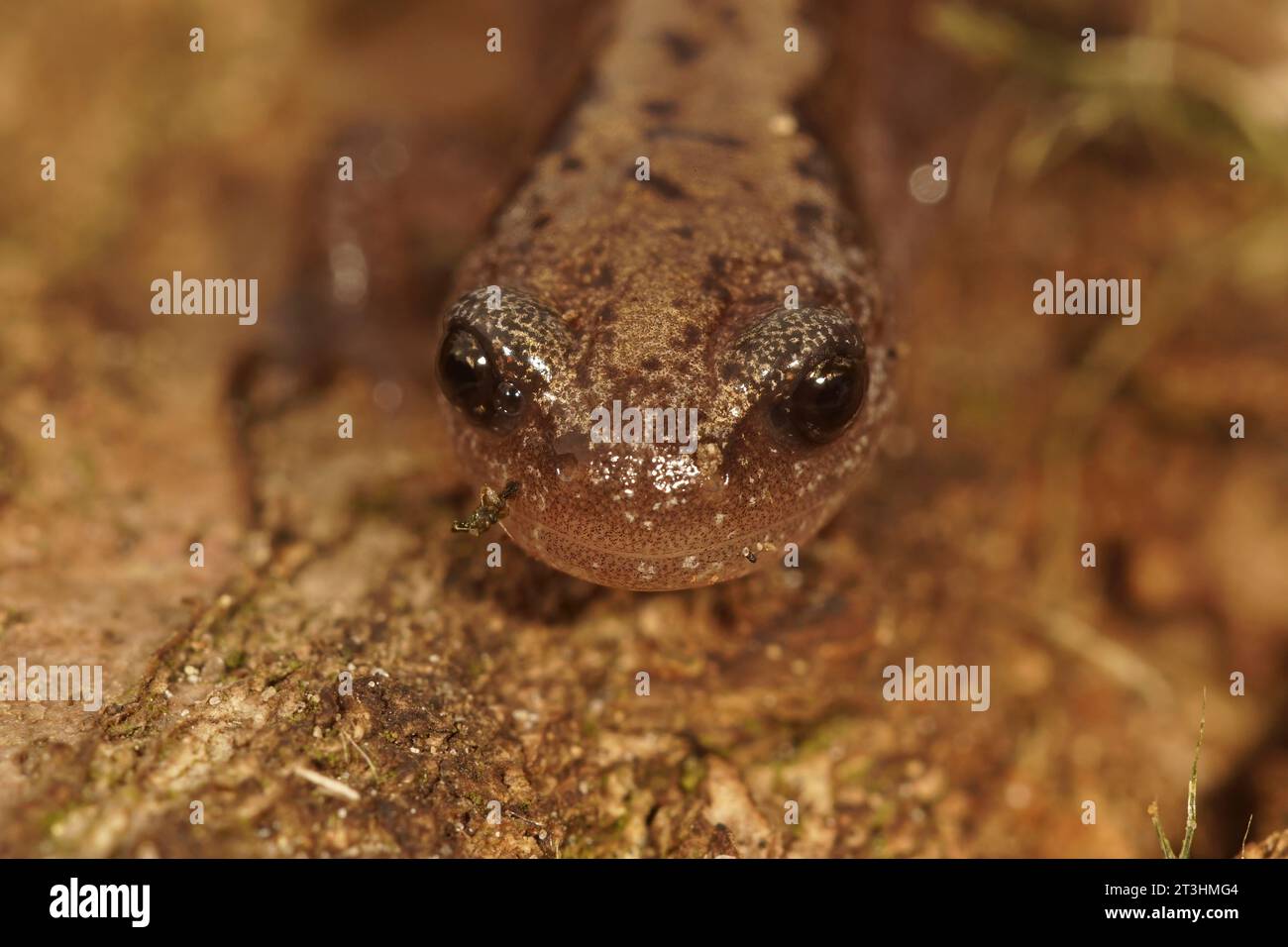 Natural facial closeup on a Siberian salamander, Salamandrella keyserlingii sitting on wood Stock Photo