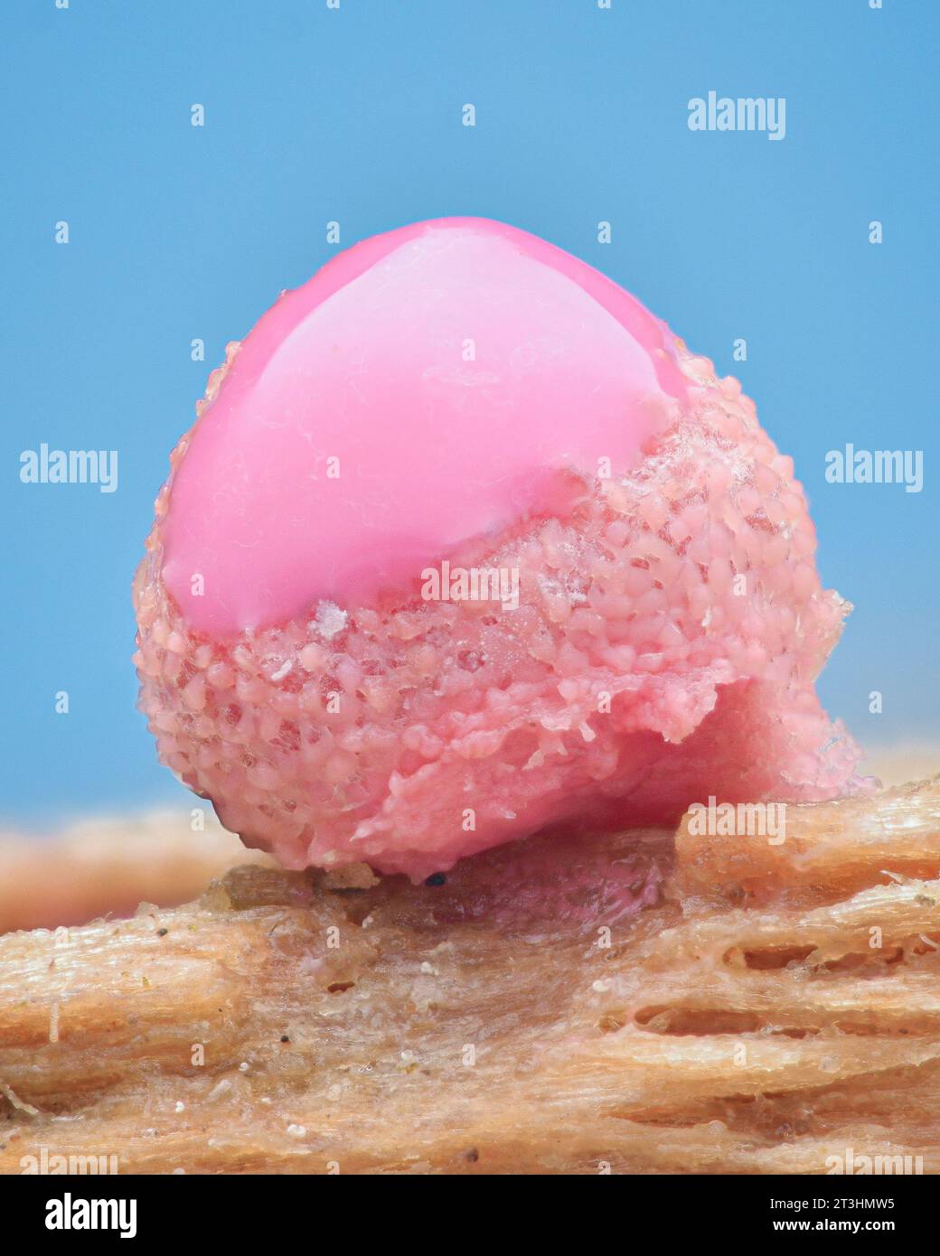 Close up of a young, pink fruiting body of the slime mold amoeba Wolf's Milk (Lycogala epidendrum) oozing out a pink paste, blue background Stock Photo
