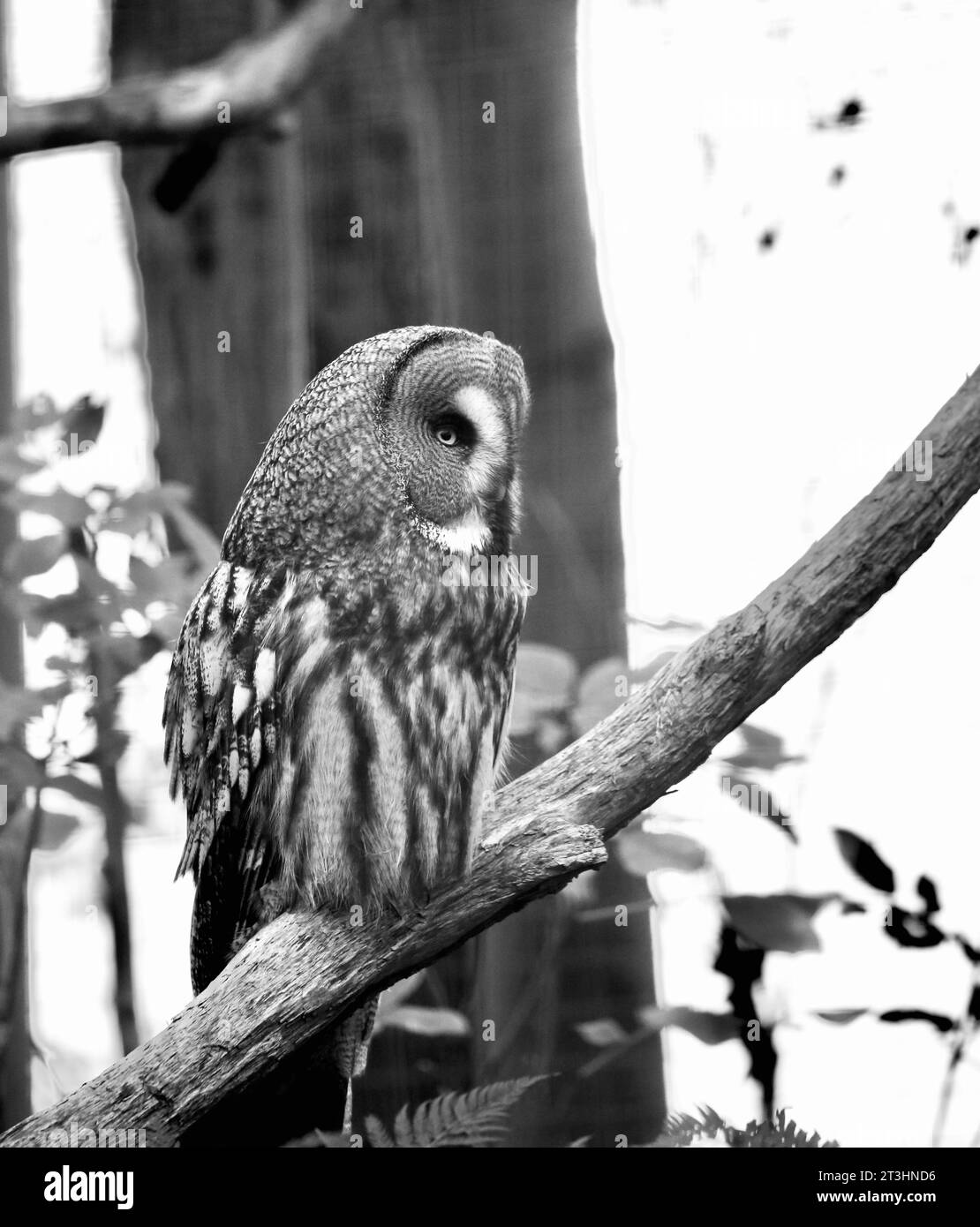 Great Grey Owl Stock Photo