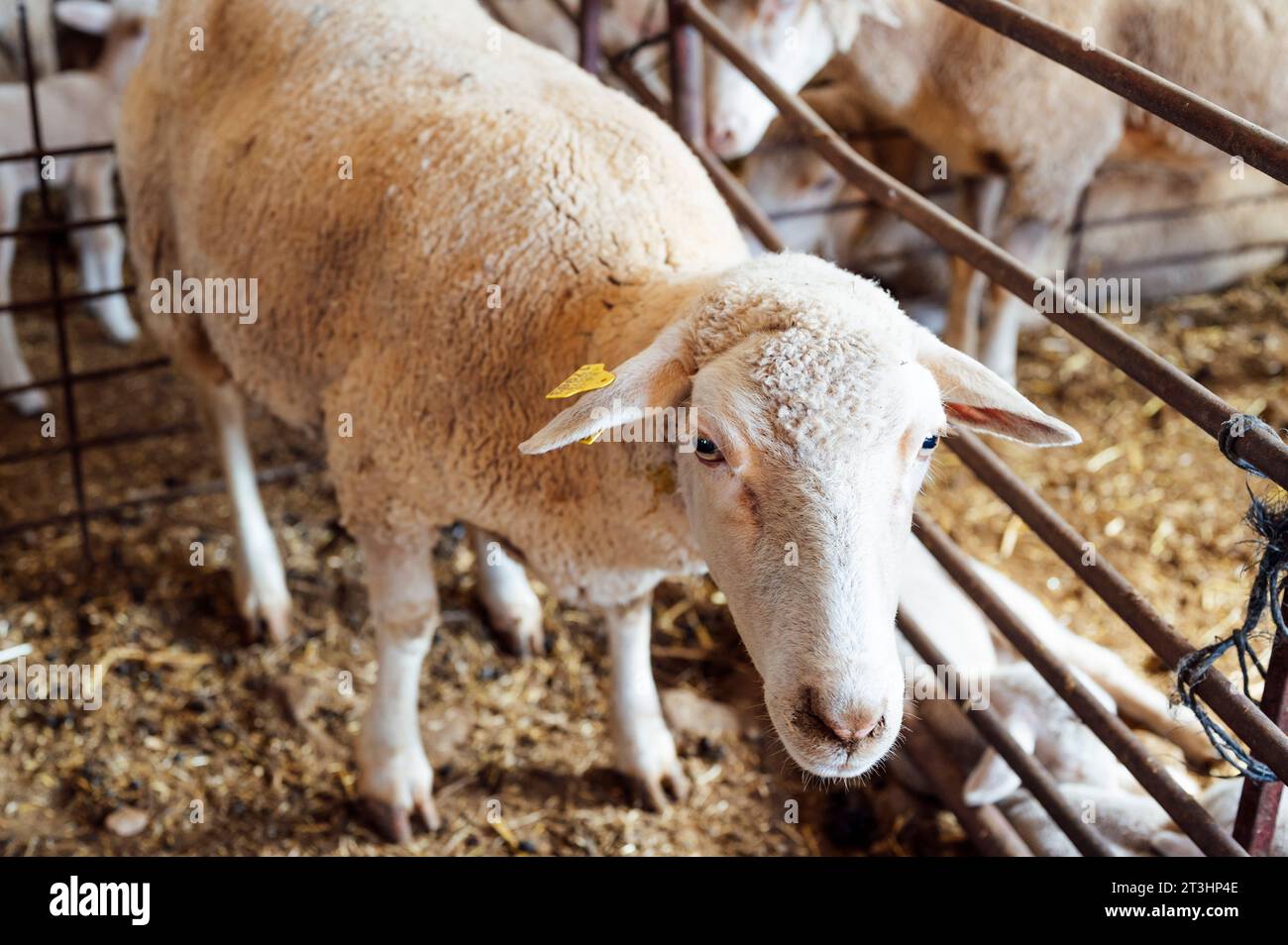 sheep looking in the stable Stock Photo