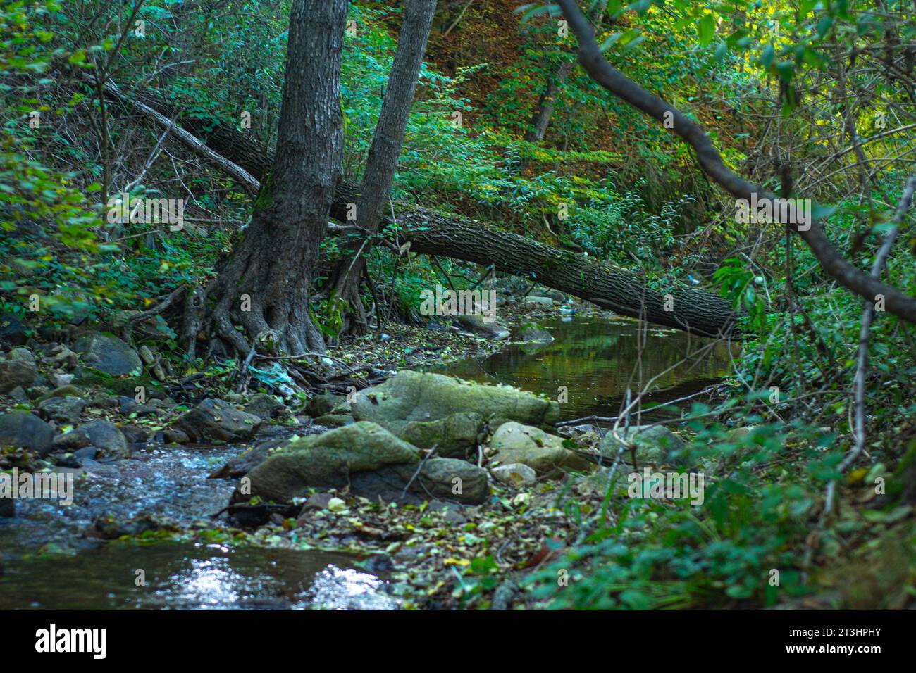 Stream in the forest with stones in the foreground. Nature background. Stock Photo