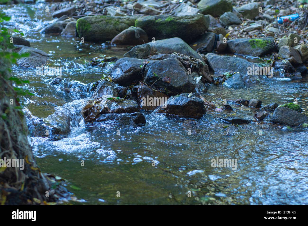 Stream in the forest with stones in the foreground. Nature background. Stock Photo