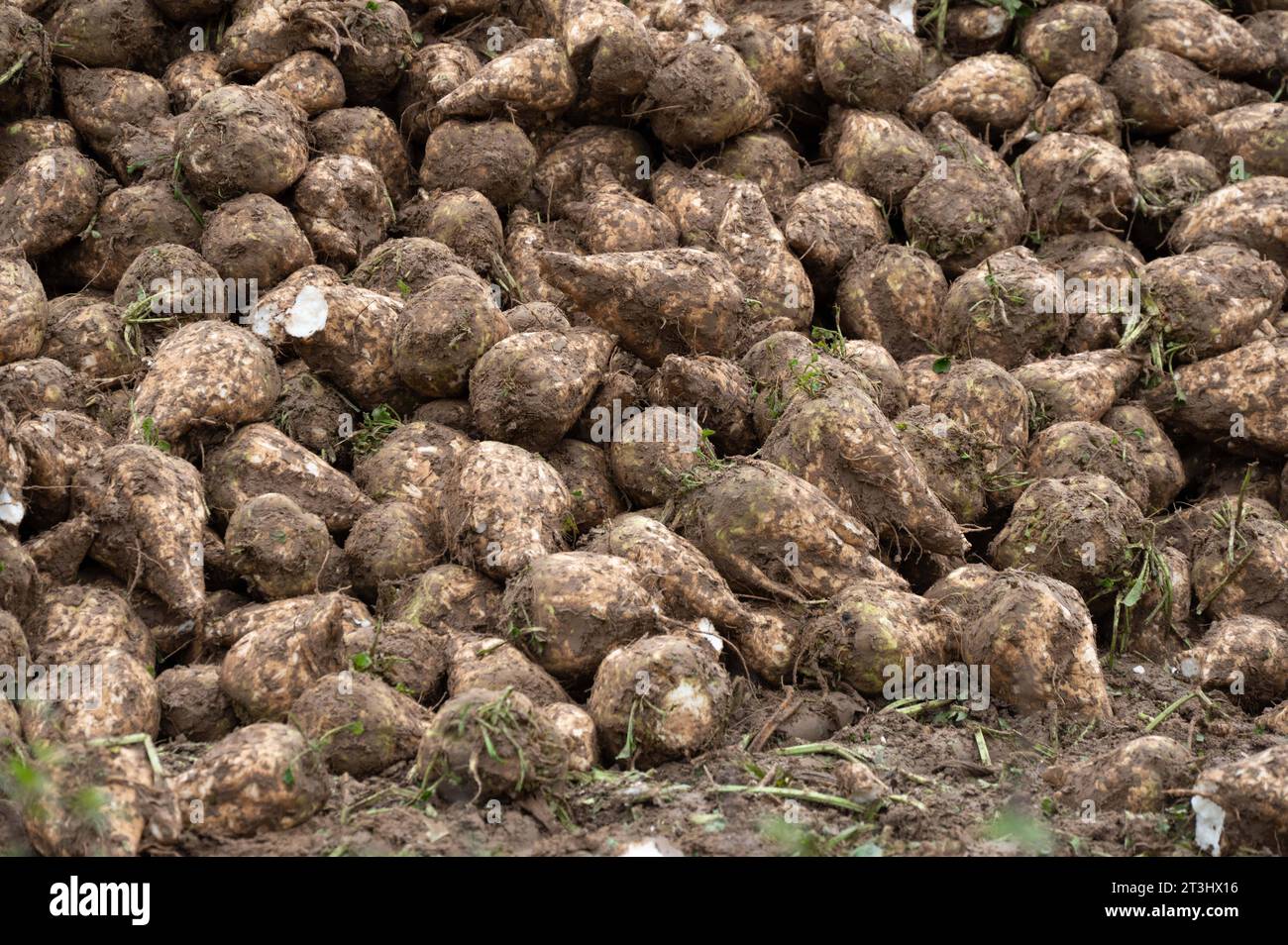 Themenbild Zuckerrueben ein Berg von Zuckerrueben ist am Feldrand in einer sogenannten Miete fuer die Verladung abgelegt, am 25.10.2023 in Buende/Deutschland, *** Theme image Sugar beet a mountain of sugar beet is placed on the edge of the field in a so-called rent for loading, on 25 10 2023 in Buende Germany, Credit: Imago/17�Թ����� Live News Stock Photo