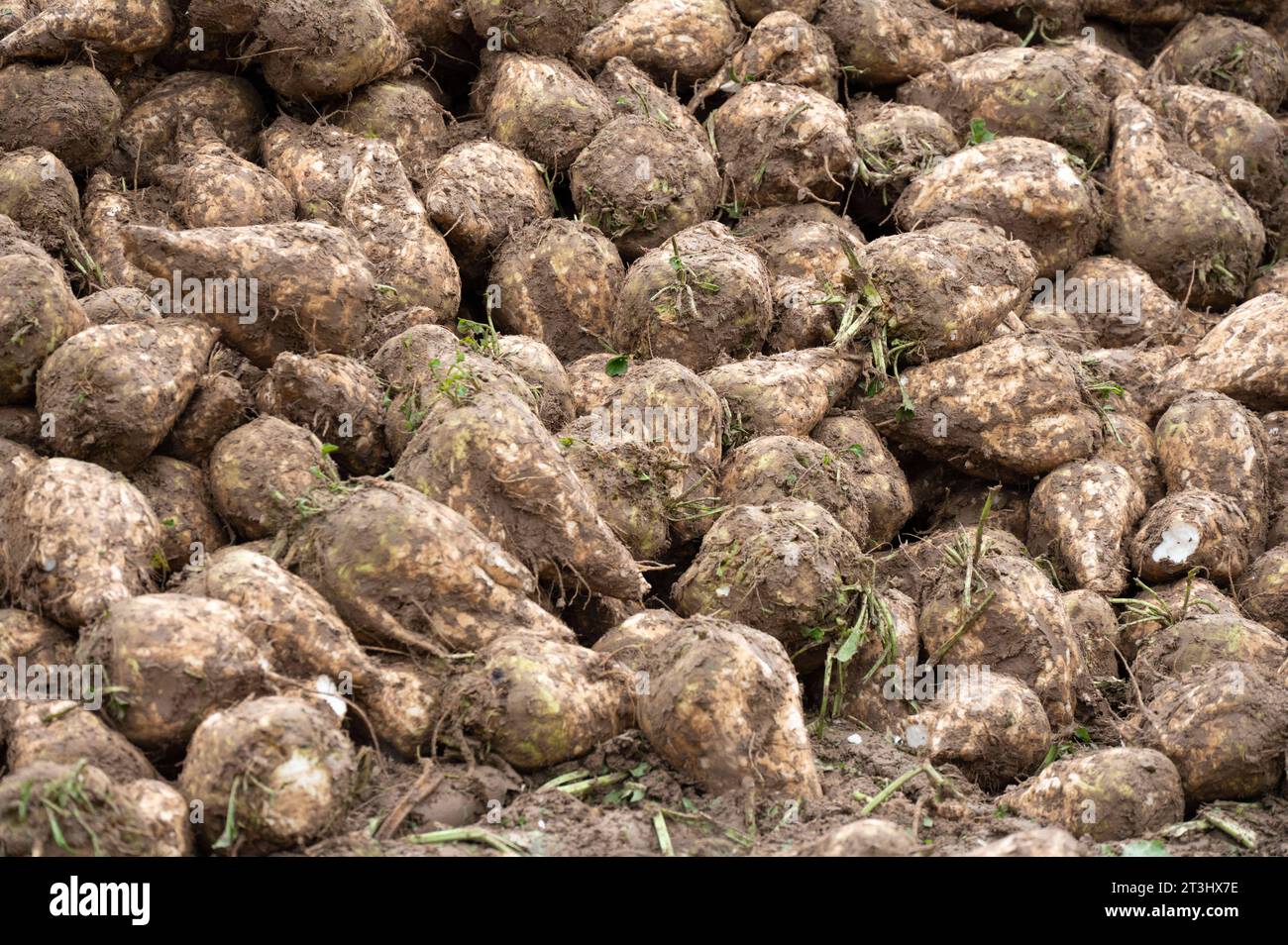 Themenbild Zuckerrueben ein Berg von Zuckerrueben ist am Feldrand in einer sogenannten Miete fuer die Verladung abgelegt, am 25.10.2023 in Buende/Deutschland, *** Theme image Sugar beet a mountain of sugar beet is placed on the edge of the field in a so-called rent for loading, on 25 10 2023 in Buende Germany, Credit: Imago/17�Թ����� Live News Stock Photo