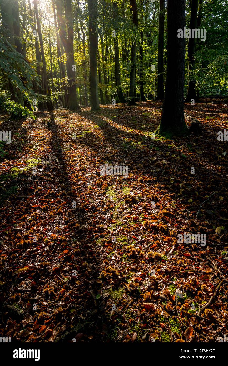 Sun light beaming through an woodland setting onto the ground covered in Sweet Chestnuts. Stock Photo