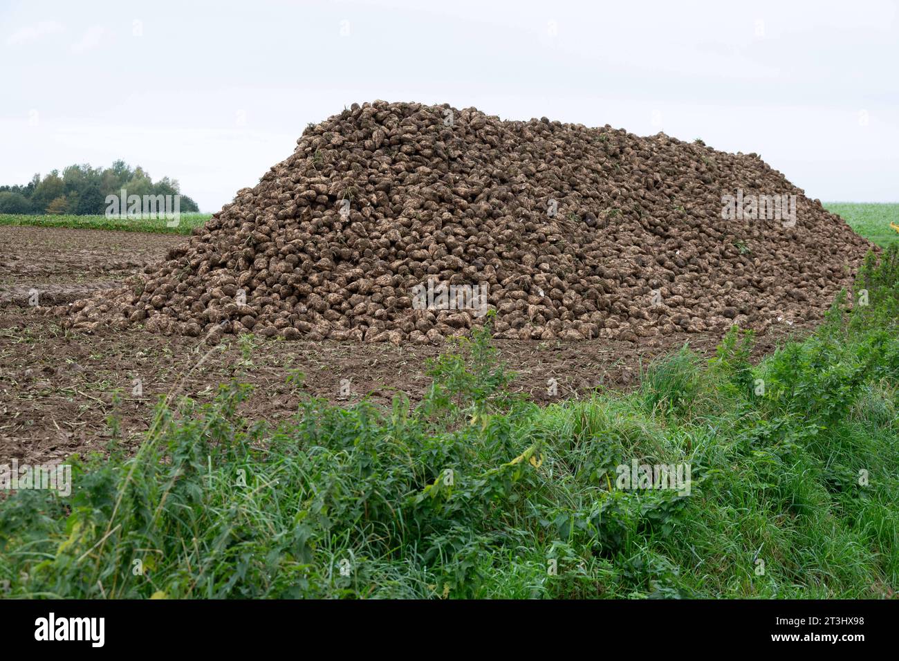 Themenbild Zuckerrueben ein Berg von Zuckerrueben ist am Feldrand in einer sogenannten Miete fuer die Verladung abgelegt, am 25.10.2023 in Buende/Deutschland, *** Theme image Sugar beet a mountain of sugar beet is placed on the edge of the field in a so-called rent for loading, on 25 10 2023 in Buende Germany, Credit: Imago/17�Թ����� Live News Stock Photo