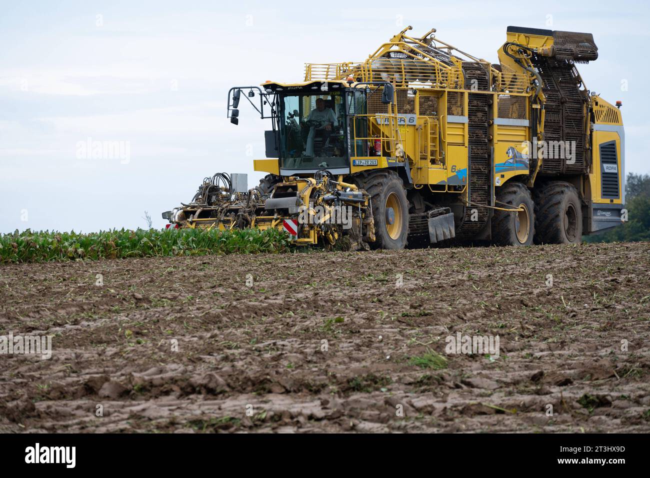 Themenbild Zuckerrueben Ein Ruebenvollernter Ropa Tiger 6 bei der Ernte von Zuckerrueben auf einem Acker, am 25.10.2023 in Buende/Deutschland, *** Sugar beet theme image A Ropa Tiger 6 vine harvester harvesting sugar beets in a field, on 25 10 2023 in Buende Germany, Credit: Imago/17�Թ����� Live News Stock Photo