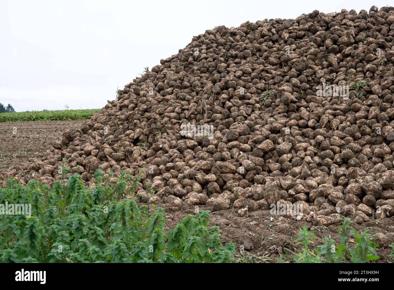 Themenbild Zuckerrueben ein Berg von Zuckerrueben ist am Feldrand in einer sogenannten Miete fuer die Verladung abgelegt, am 25.10.2023 in Buende/Deutschland, *** Theme image Sugar beet a mountain of sugar beet is placed on the edge of the field in a so-called rent for loading, on 25 10 2023 in Buende Germany, Credit: Imago/17�Թ����� Live News Stock Photo