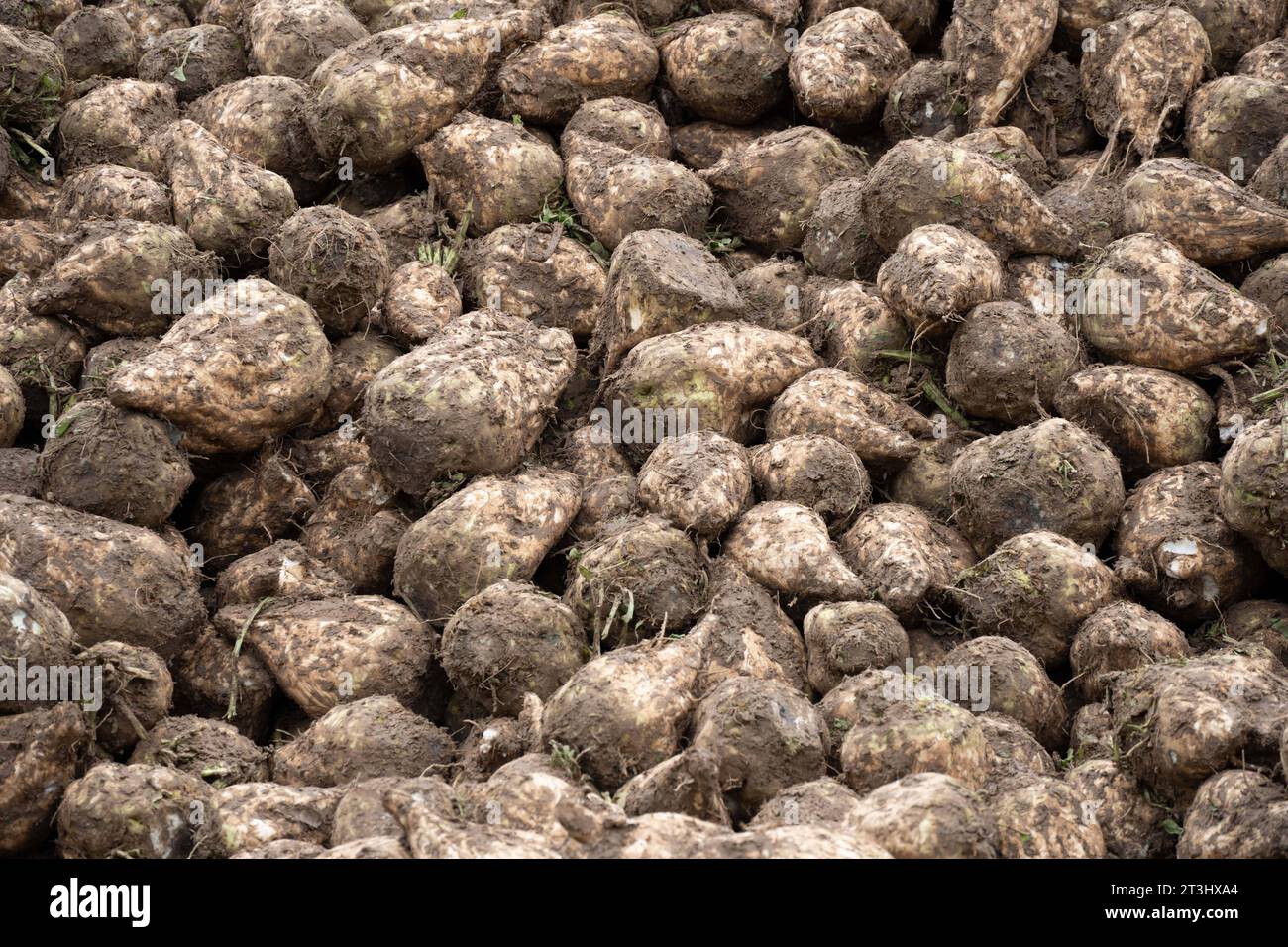 Themenbild Zuckerrueben ein Berg von Zuckerrueben ist am Feldrand in einer sogenannten Miete fuer die Verladung abgelegt, am 25.10.2023 in Buende/Deutschland, *** Theme image Sugar beet a mountain of sugar beet is placed on the edge of the field in a so-called rent for loading, on 25 10 2023 in Buende Germany, Credit: Imago/17�Թ����� Live News Stock Photo