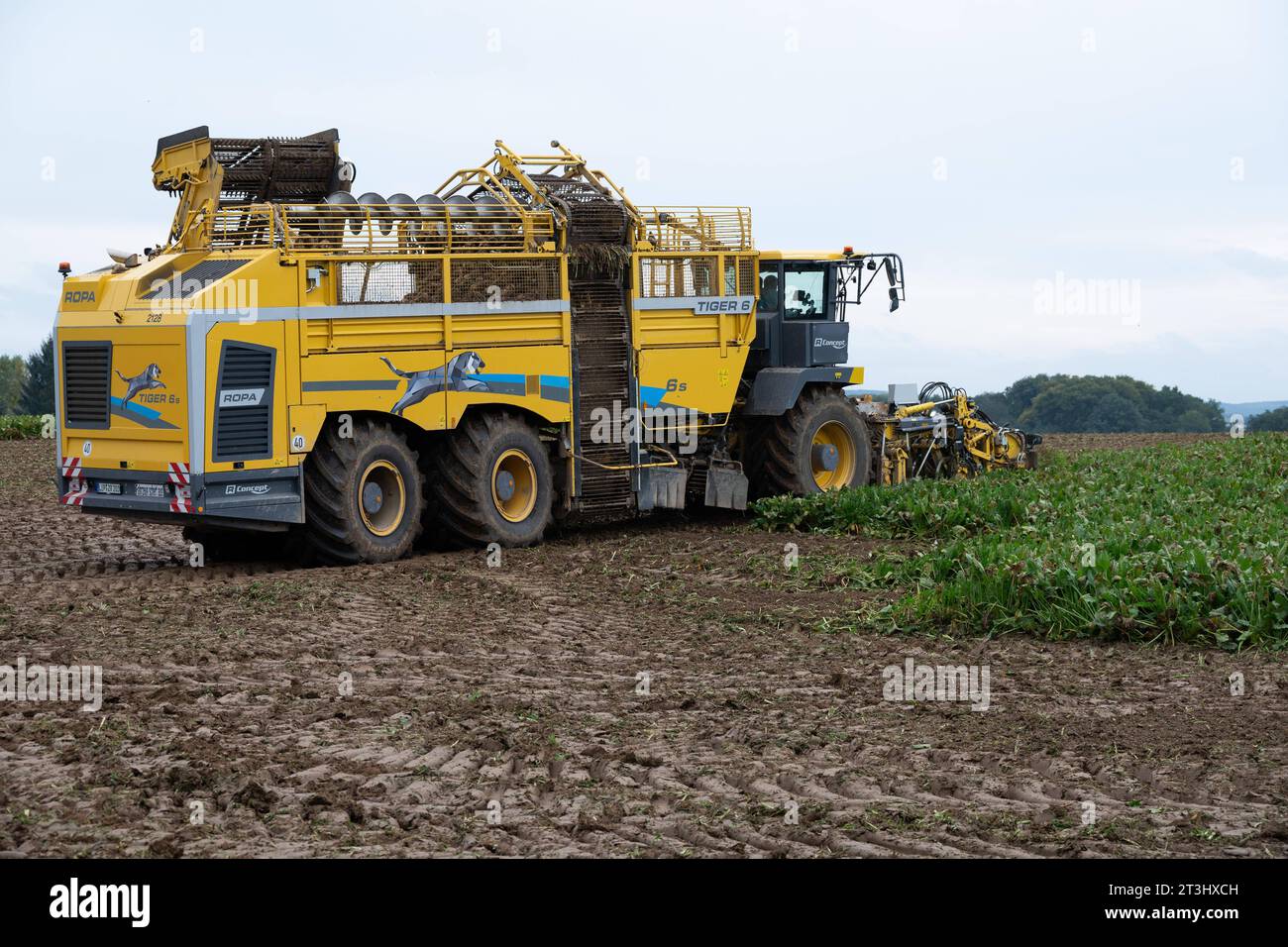 Themenbild Zuckerrueben Ein Ruebenvollernter Ropa Tiger 6 bei der Ernte von Zuckerrueben auf einem Acker, am 25.10.2023 in Buende/Deutschland, *** Sugar beet theme image A Ropa Tiger 6 vine harvester harvesting sugar beets in a field, on 25 10 2023 in Buende Germany, Credit: Imago/17�Թ����� Live News Stock Photo