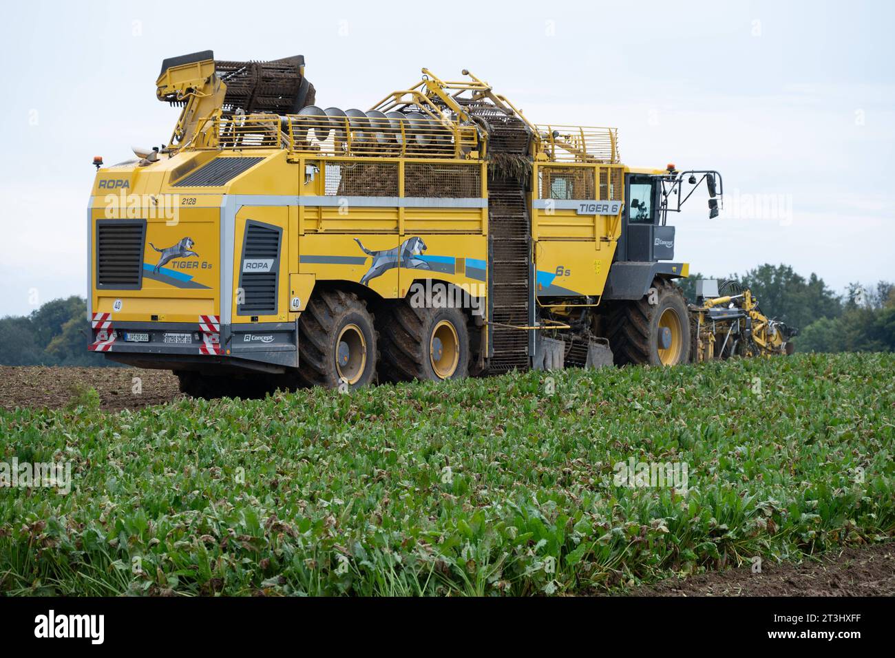 Themenbild Zuckerrueben Ein Ruebenvollernter Ropa Tiger 6 bei der Ernte von Zuckerrueben auf einem Acker, am 25.10.2023 in Buende/Deutschland, *** Sugar beet theme image A Ropa Tiger 6 vine harvester harvesting sugar beets in a field, on 25 10 2023 in Buende Germany, Stock Photo
