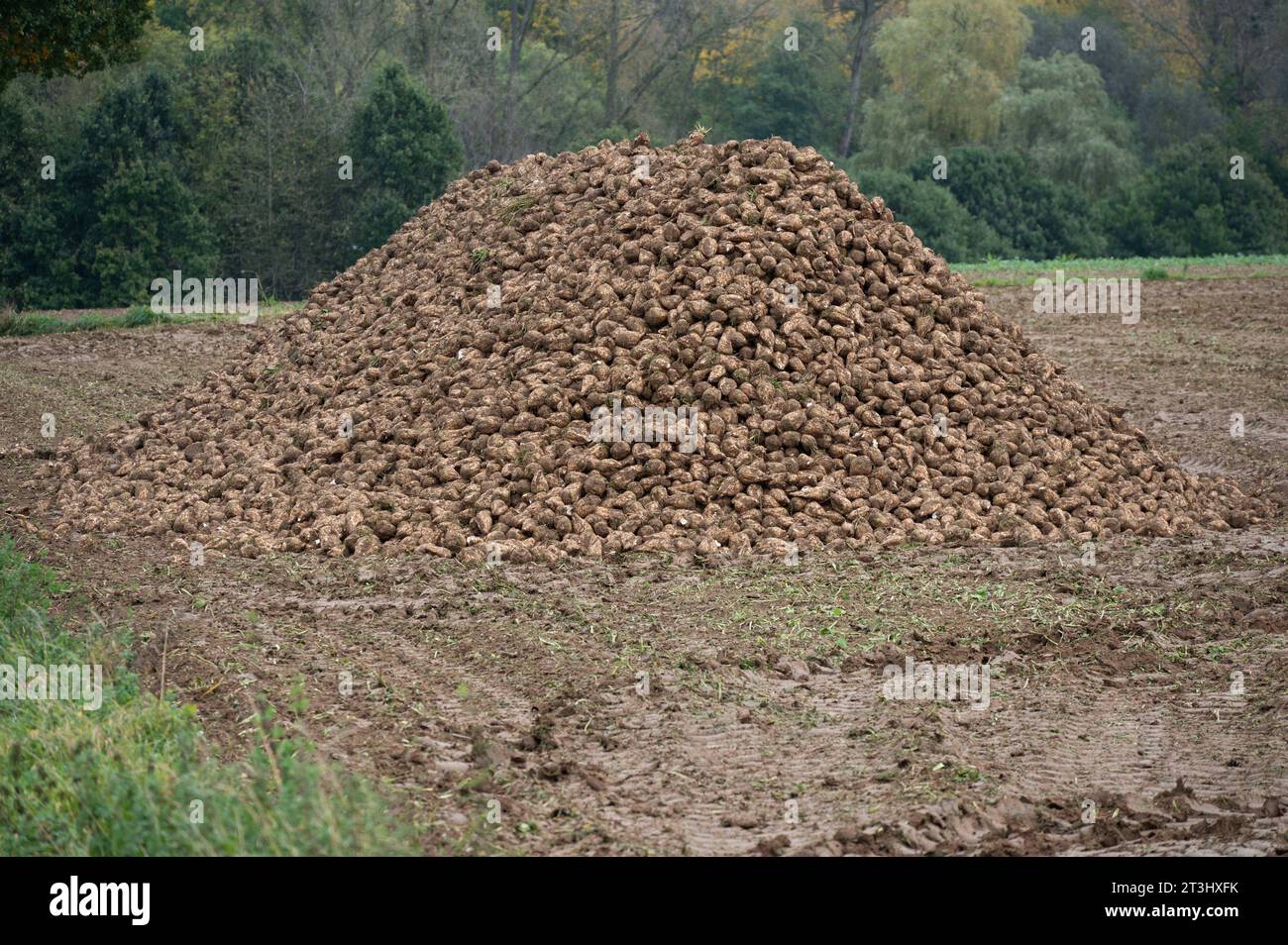 Themenbild Zuckerrueben ein Berg von Zuckerrueben ist am Feldrand in einer sogenannten Miete fuer die Verladung abgelegt, am 25.10.2023 in Buende/Deutschland, *** Theme image Sugar beet a mountain of sugar beet is placed on the edge of the field in a so-called rent for loading, on 25 10 2023 in Buende Germany, Stock Photo