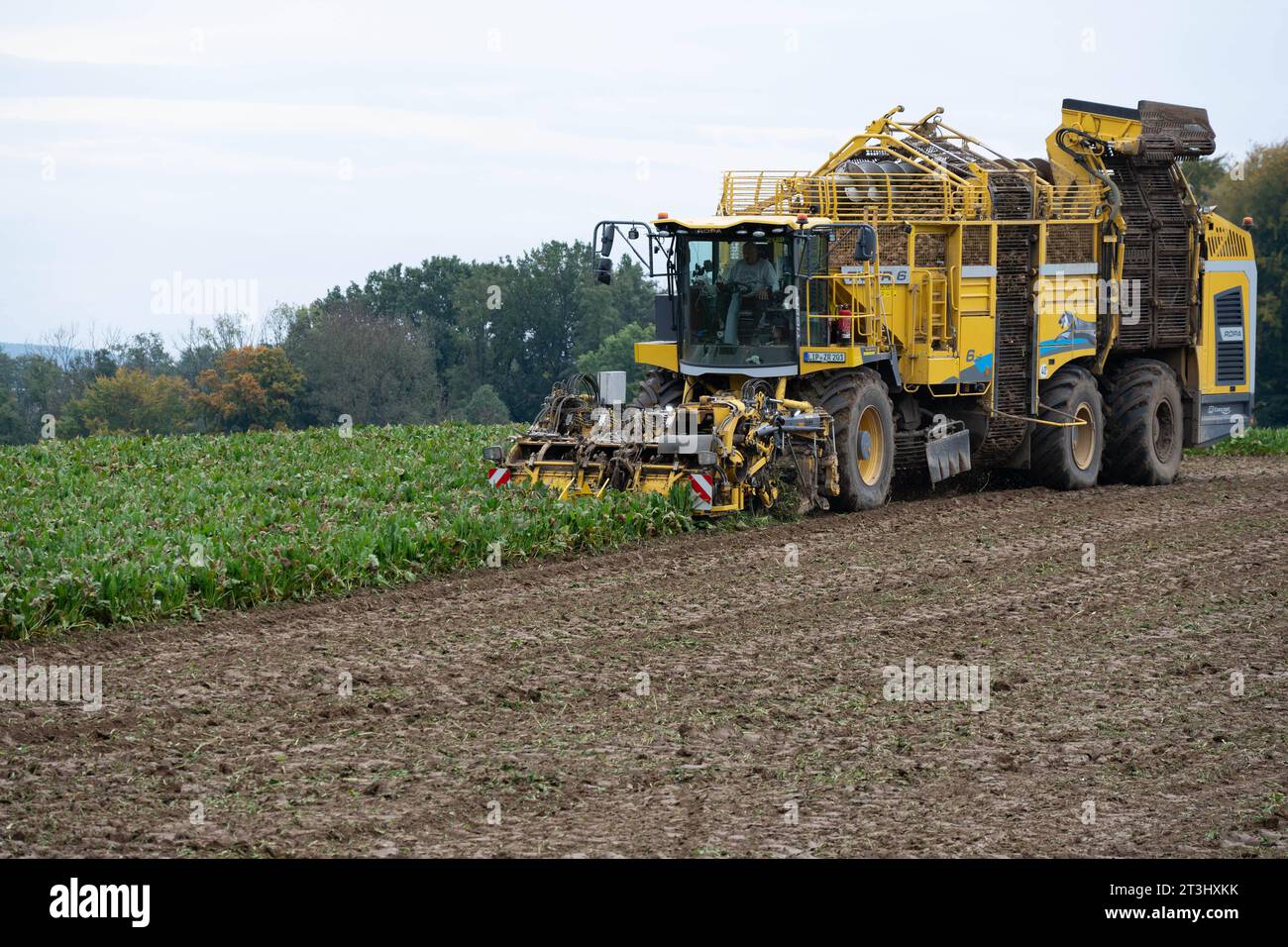 Themenbild Zuckerrueben Ein Ruebenvollernter Ropa Tiger 6 bei der Ernte von Zuckerrueben auf einem Acker, am 25.10.2023 in Buende/Deutschland, *** Sugar beet theme image A Ropa Tiger 6 vine harvester harvesting sugar beets in a field, on 25 10 2023 in Buende Germany, Stock Photo