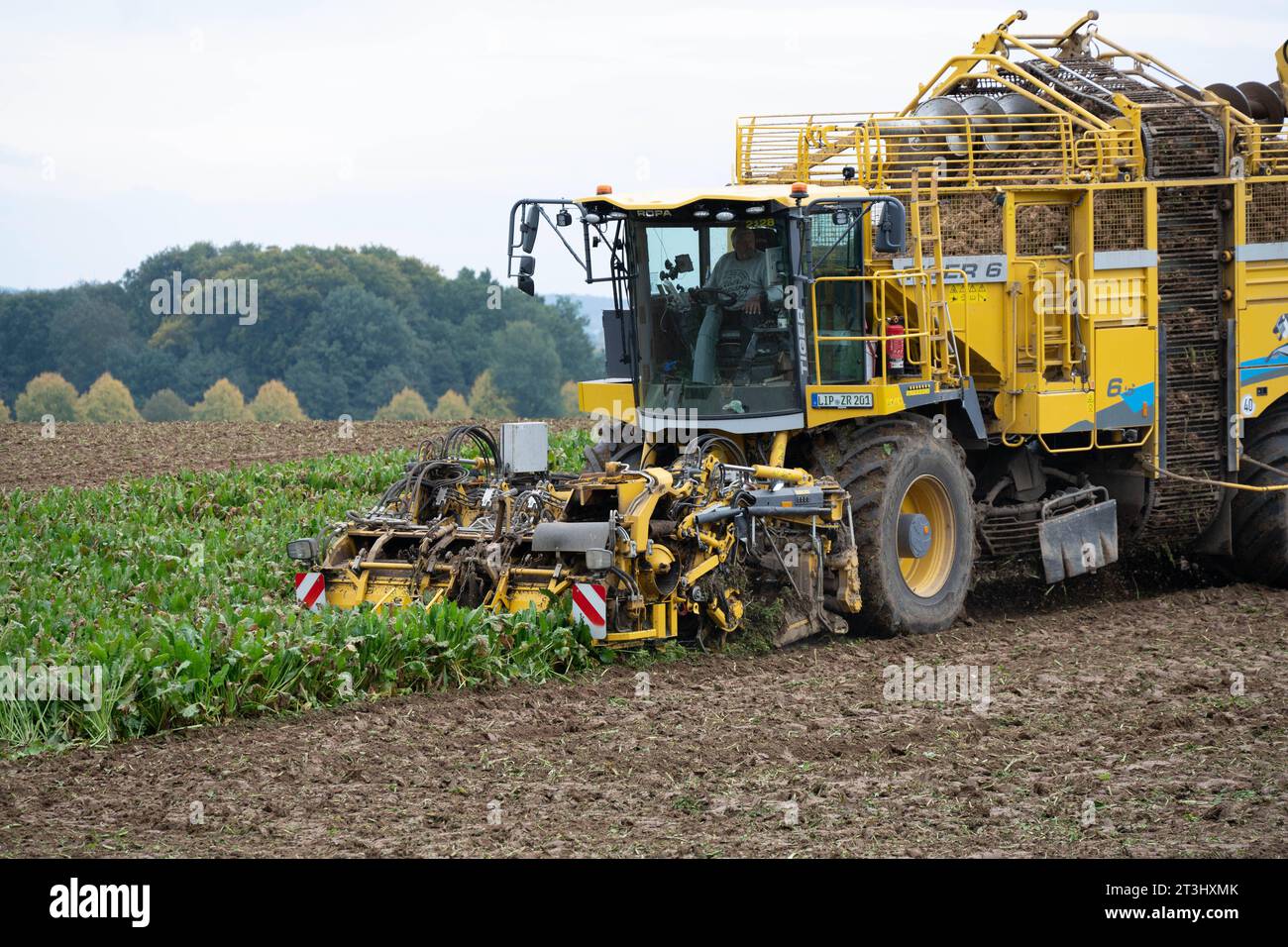 Themenbild Zuckerrueben Ein Ruebenvollernter Ropa Tiger 6 bei der Ernte von Zuckerrueben auf einem Acker, am 25.10.2023 in Buende/Deutschland, *** Sugar beet theme image A Ropa Tiger 6 vine harvester harvesting sugar beets in a field, on 25 10 2023 in Buende Germany, Stock Photo