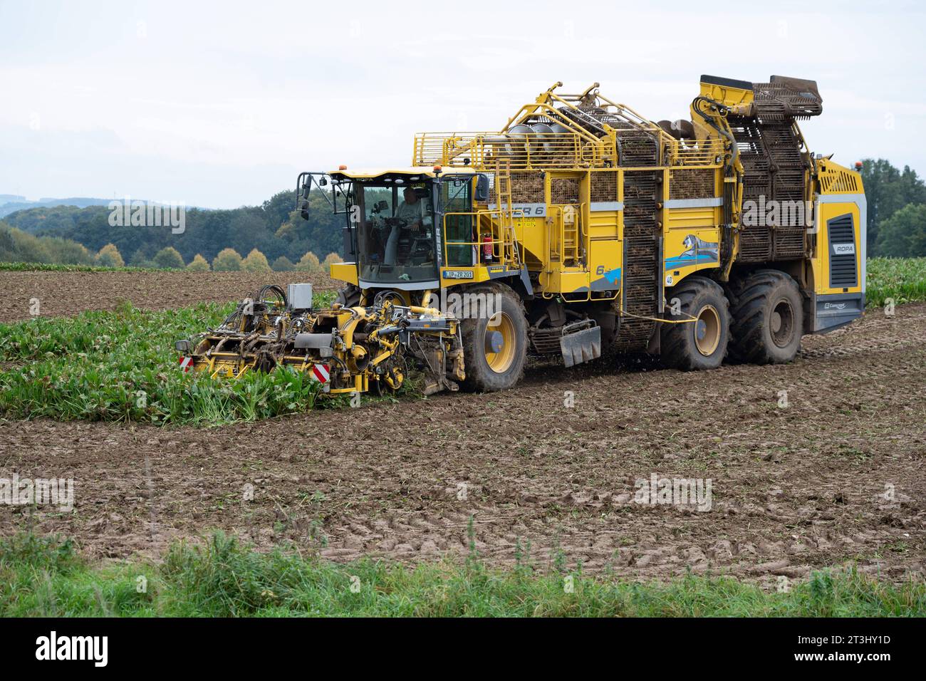 Themenbild Zuckerrueben Ein Ruebenvollernter Ropa Tiger 6 bei der Ernte von Zuckerrueben auf einem Acker, am 25.10.2023 in Buende/Deutschland, *** Sugar beet theme image A Ropa Tiger 6 vine harvester harvesting sugar beets in a field, on 25 10 2023 in Buende Germany, Stock Photo