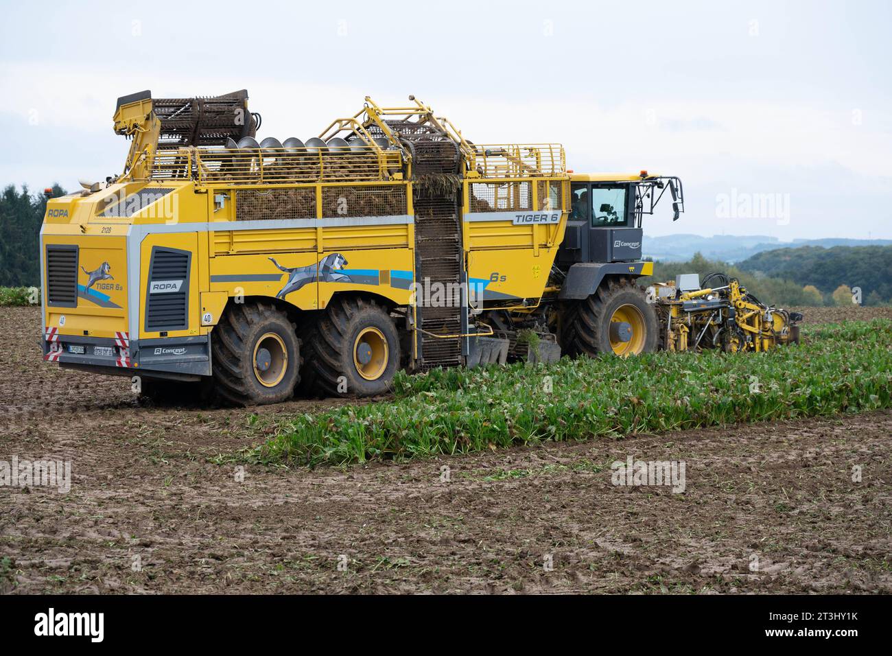Themenbild Zuckerrueben Ein Ruebenvollernter Ropa Tiger 6 bei der Ernte von Zuckerrueben auf einem Acker, am 25.10.2023 in Buende/Deutschland, *** Sugar beet theme image A Ropa Tiger 6 vine harvester harvesting sugar beets in a field, on 25 10 2023 in Buende Germany, Stock Photo