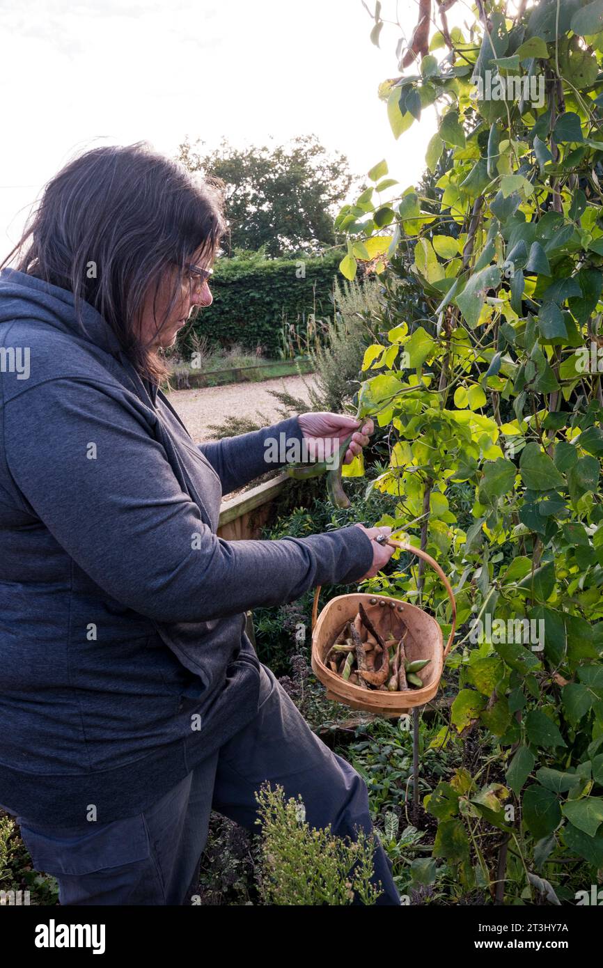 Woman harvesting runner beans 'Scarlet Emperor' growing up bamboo cane supports in her vegetable garden or allotment. Stock Photo