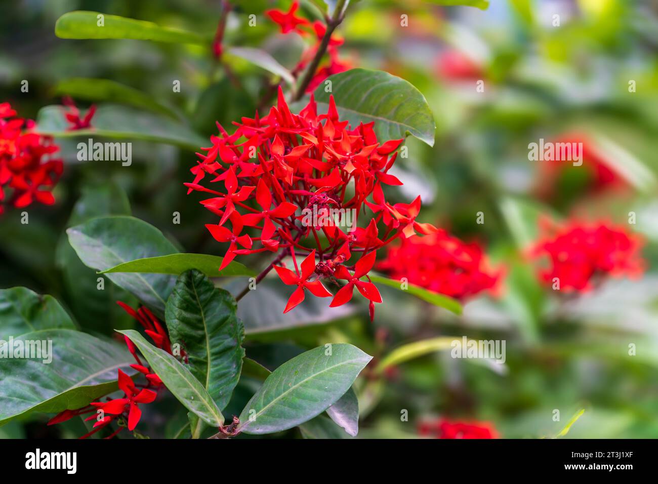 Beautiful Red Flower Image shoot in sunrise time. Stock Photo