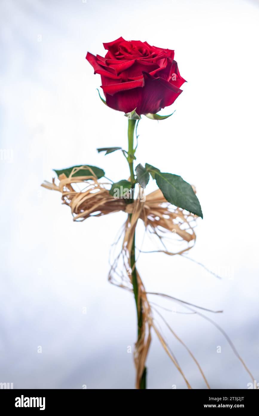 Single beautiful red rose isolated on white background Stock Photo - Alamy