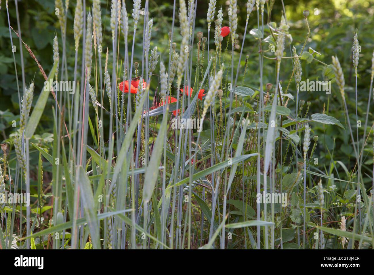 Poppies and ear of wheat seen from up close Stock Photo - Alamy