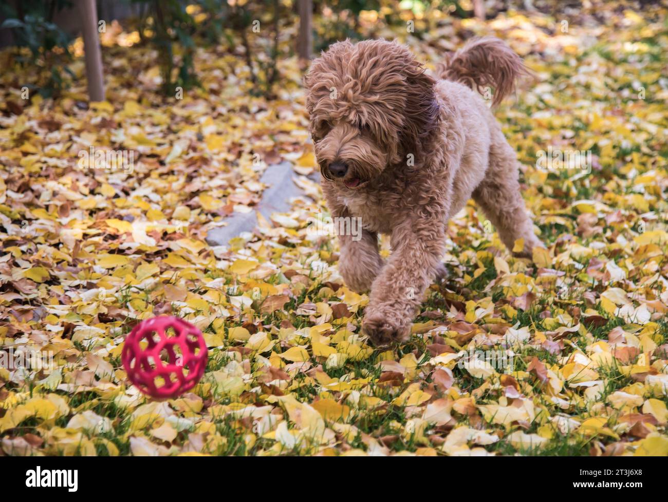 Bernedoodle dog breed.  Happy, gentle, smart, and a great companion.  This breed will follow you everywhere. Stock Photo