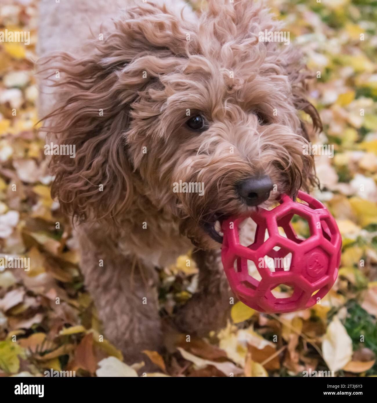 Bernedoodle dog breed.  Happy, gentle, smart, and a great companion.  This breed will follow you everywhere. Stock Photo