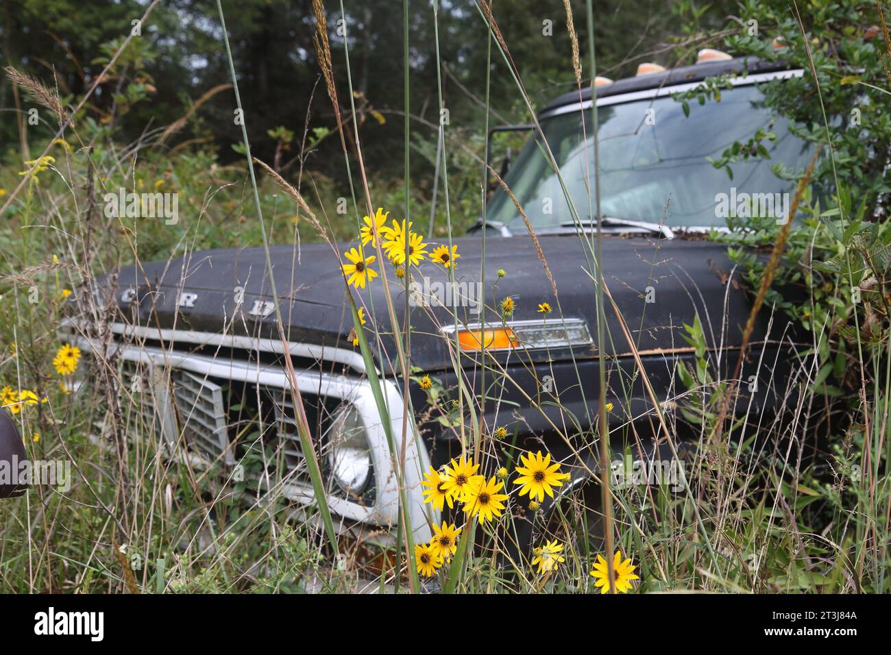 Ford f100 pickup truck hi-res stock photography and images - Alamy