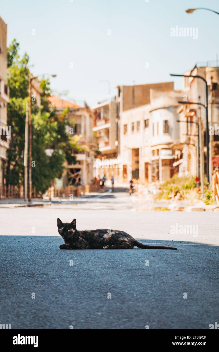 a stray cat lies on the road in the ghost town of Varosha, Famagusta, Northern Cyprus Stock Photo