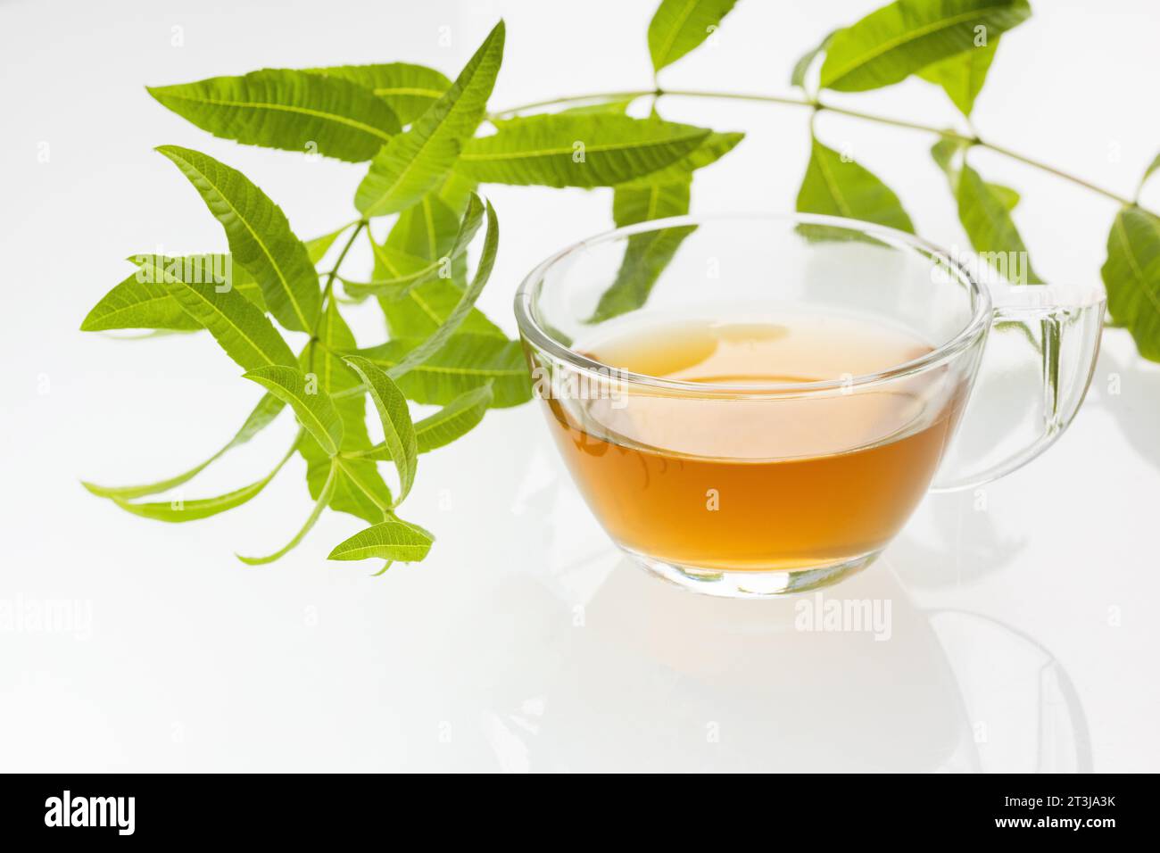 Aloysia citrodora - Lemon verbena hot drink - Organic lemon verbena fresh plant Stock Photo