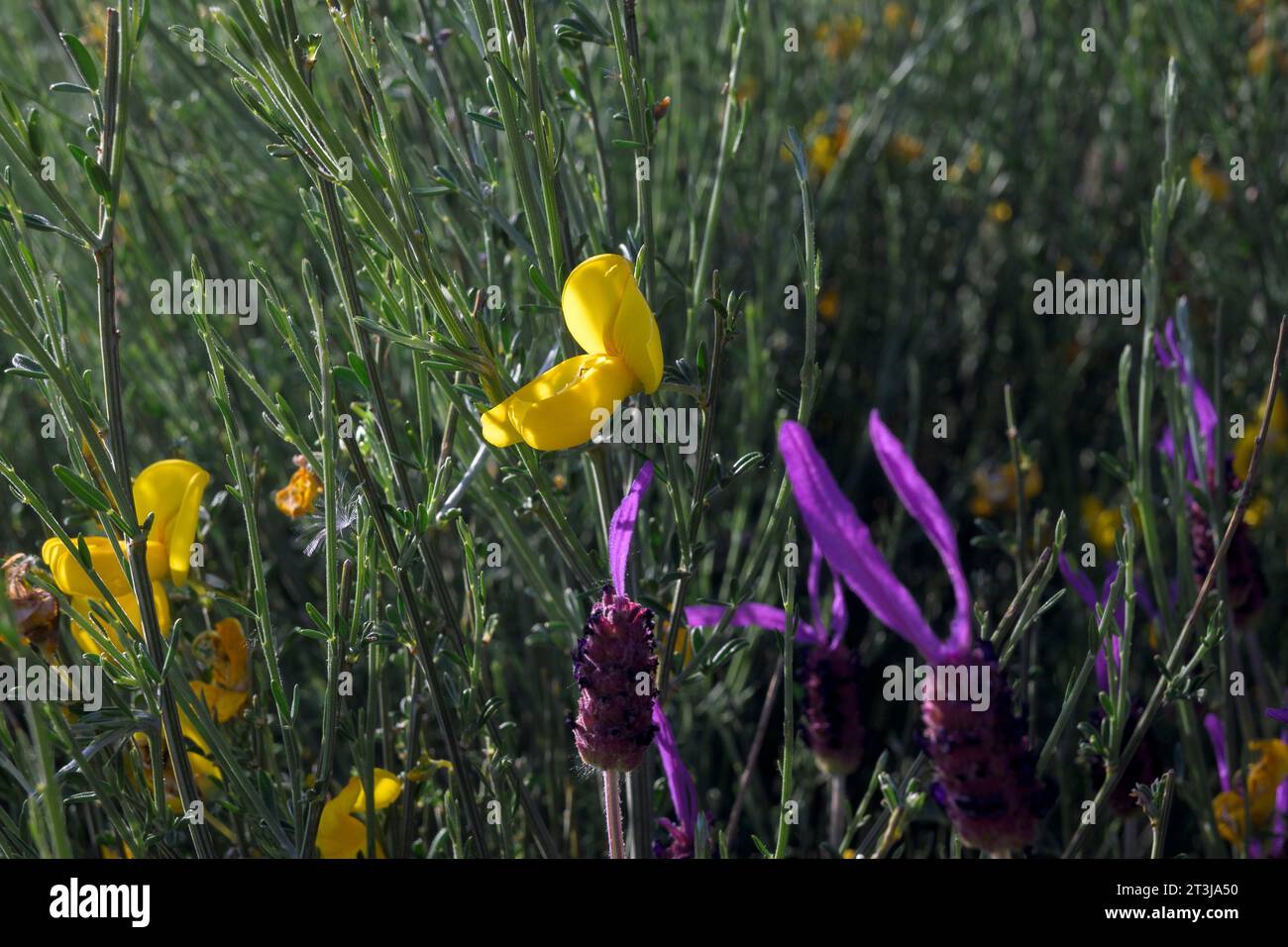 Retama sphaerocarpa with yellow flower Retama next to Lavandula angustifolia purple flower lavender contrast of colors Stock Photo
