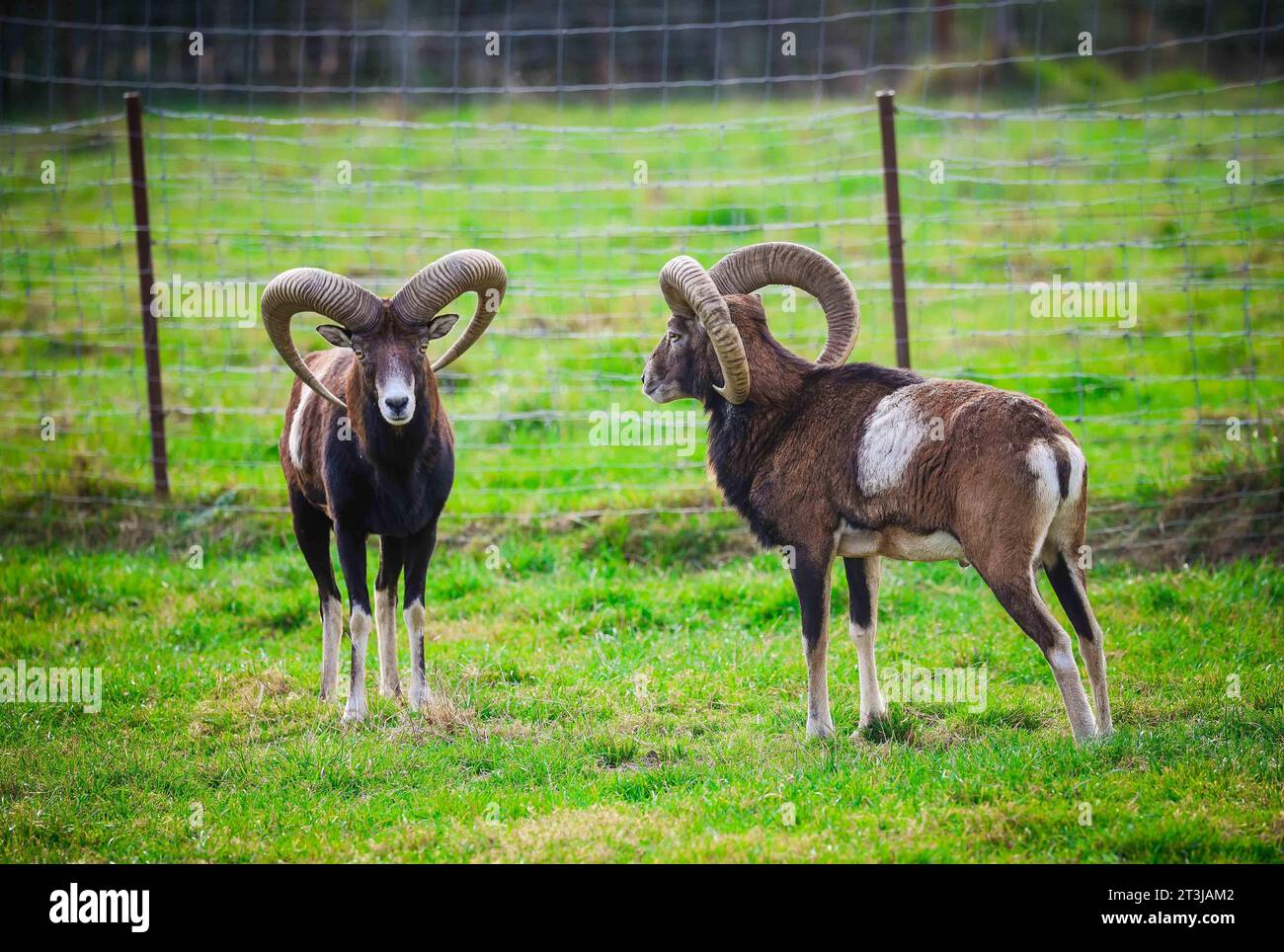Bauernhof tier symbol hi-res stock photography and images - Alamy