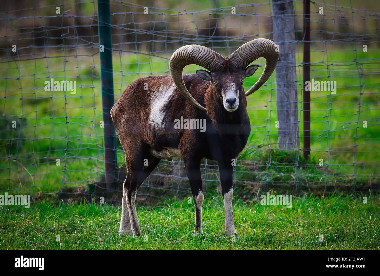 Bauernhof tier symbol hi-res stock photography and images - Alamy