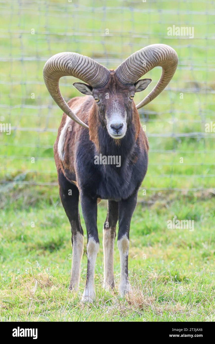 Bauernhof tier symbol hi-res stock photography and images - Alamy
