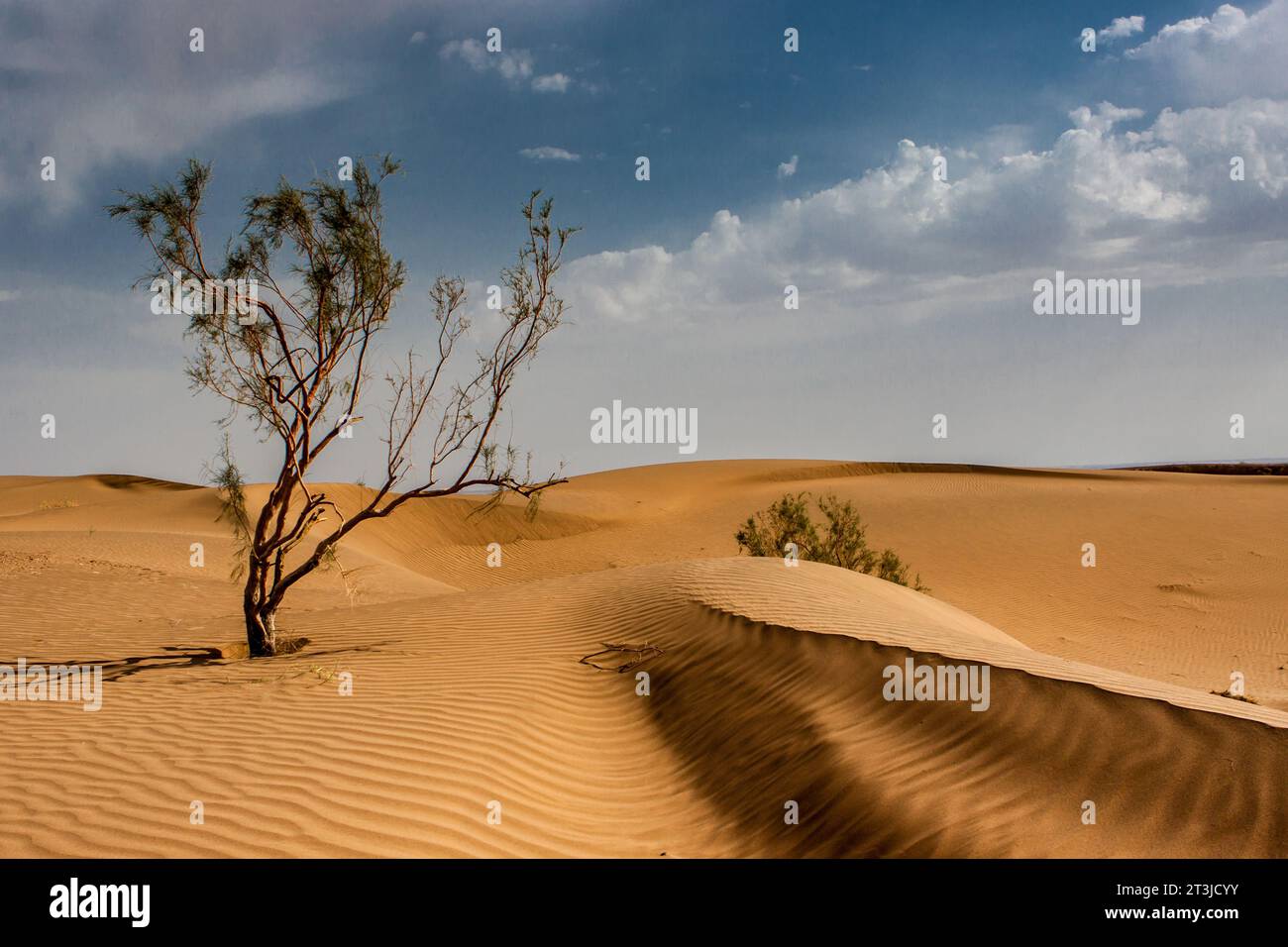 Tamarix tree in Iranian desert. Kavir desert landscape in Iran. Stock Photo