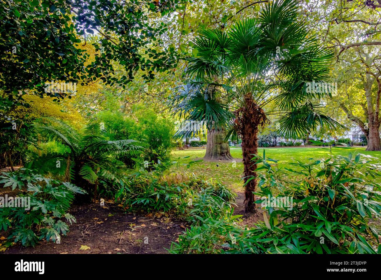 Sub-tropical plants and trees in Lincoln's Inn Fields, London, UK Stock Photo