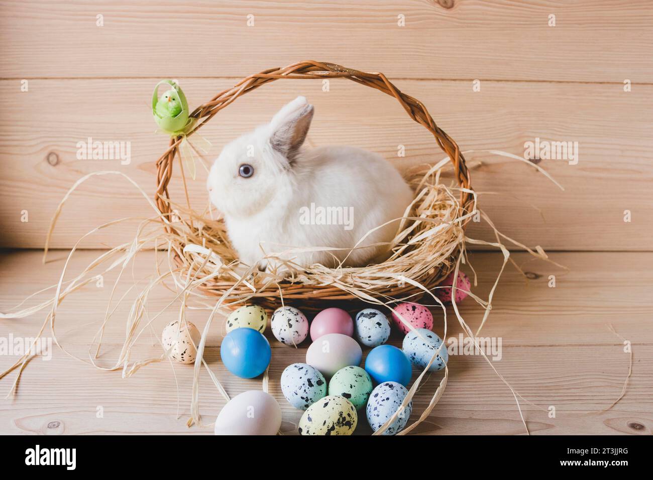 2 Elvis Adorable easter outlet bunny !