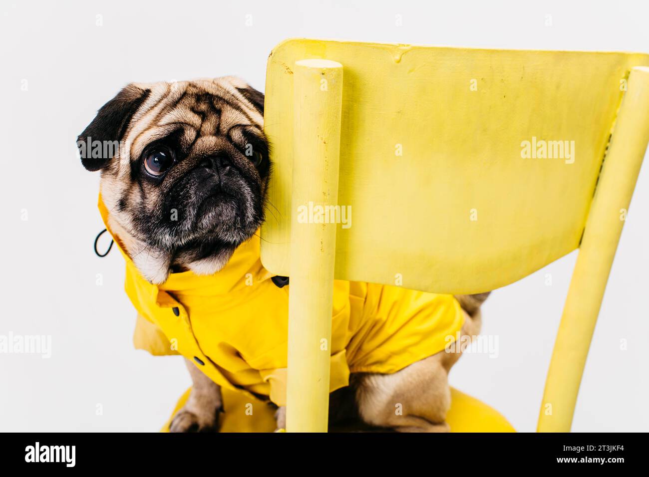 Little dog yellow suit sitting chair Stock Photo