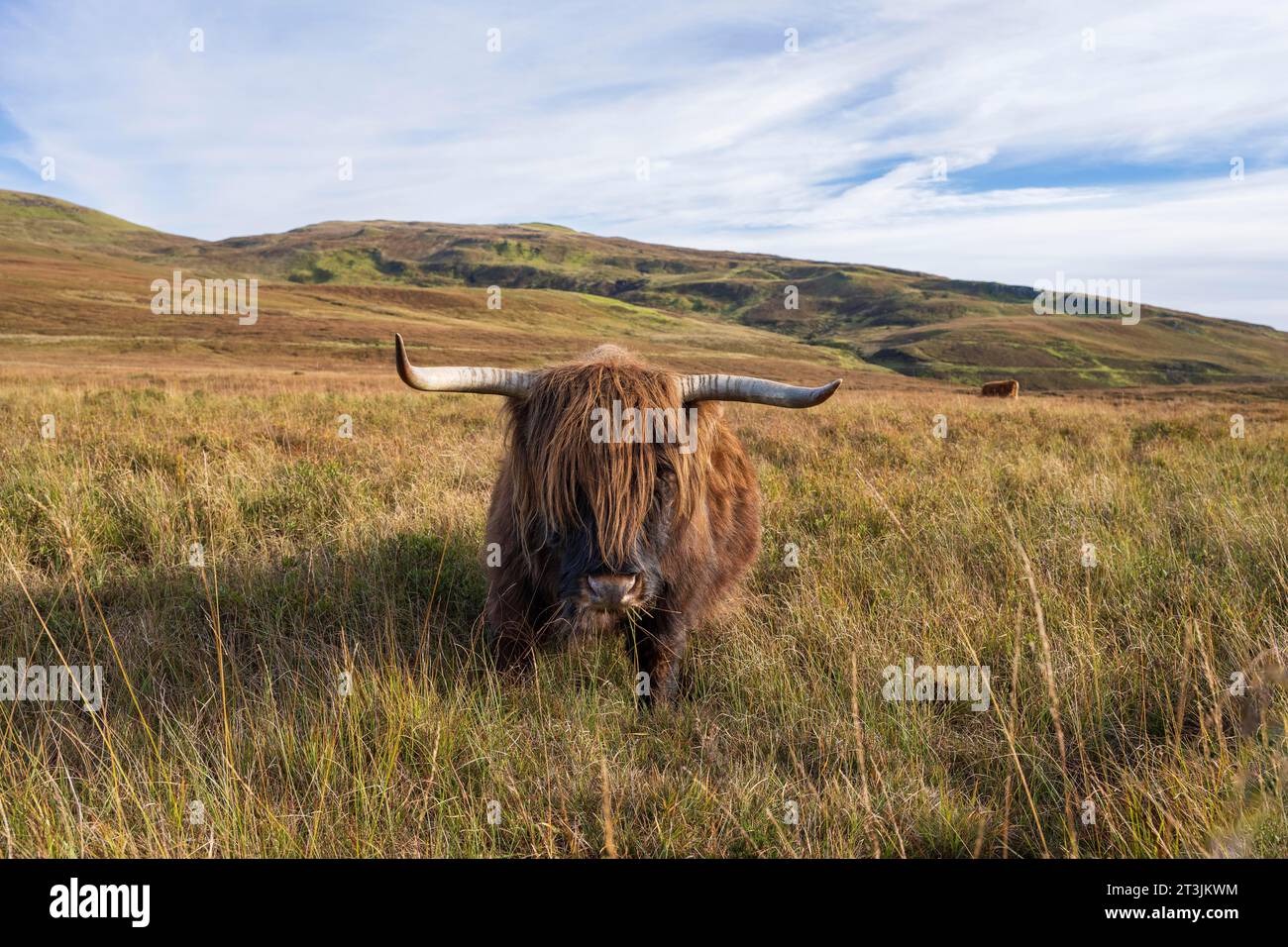Scottish Highland Cattle (Bos taurus) in a pasture, Isle of Skye, Inner ...