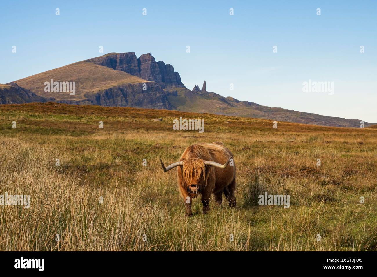 Scottish Highland Cattle (Bos taurus) on a pasture, In the back rock ...
