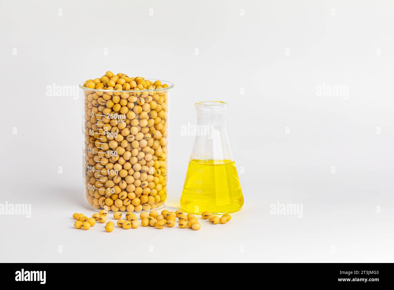 Soybeans with laboratory beaker. modified crops, soy oil