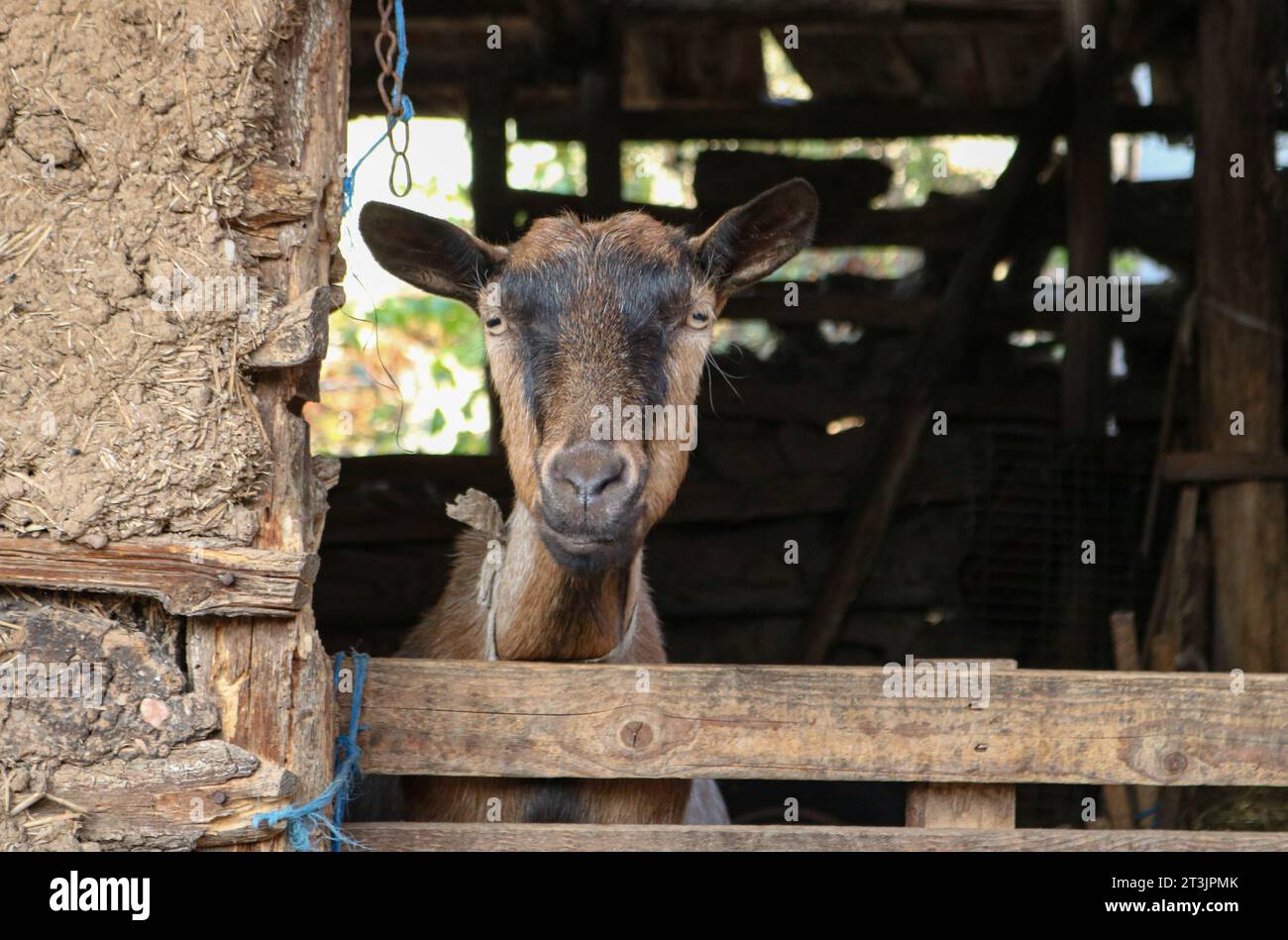 Goat in the barn Stock Photo - Alamy