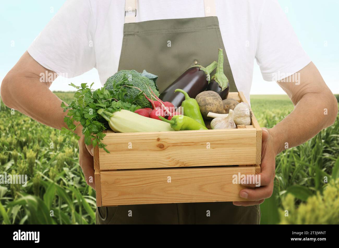 Harvesting season. Farmer holding wooden crate with crop in field ...