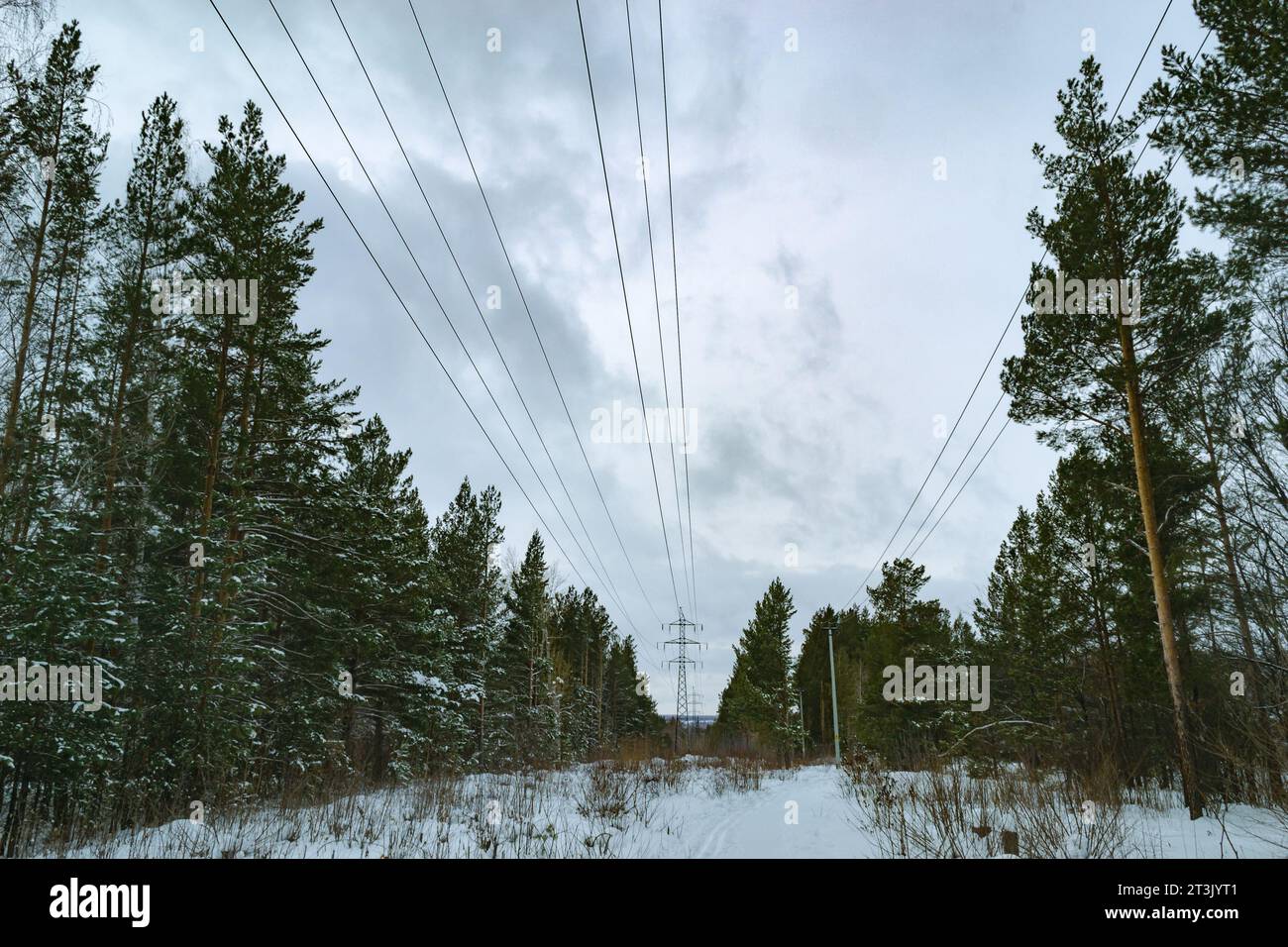 Power lines in the middle of winter forest Stock Photo - Alamy